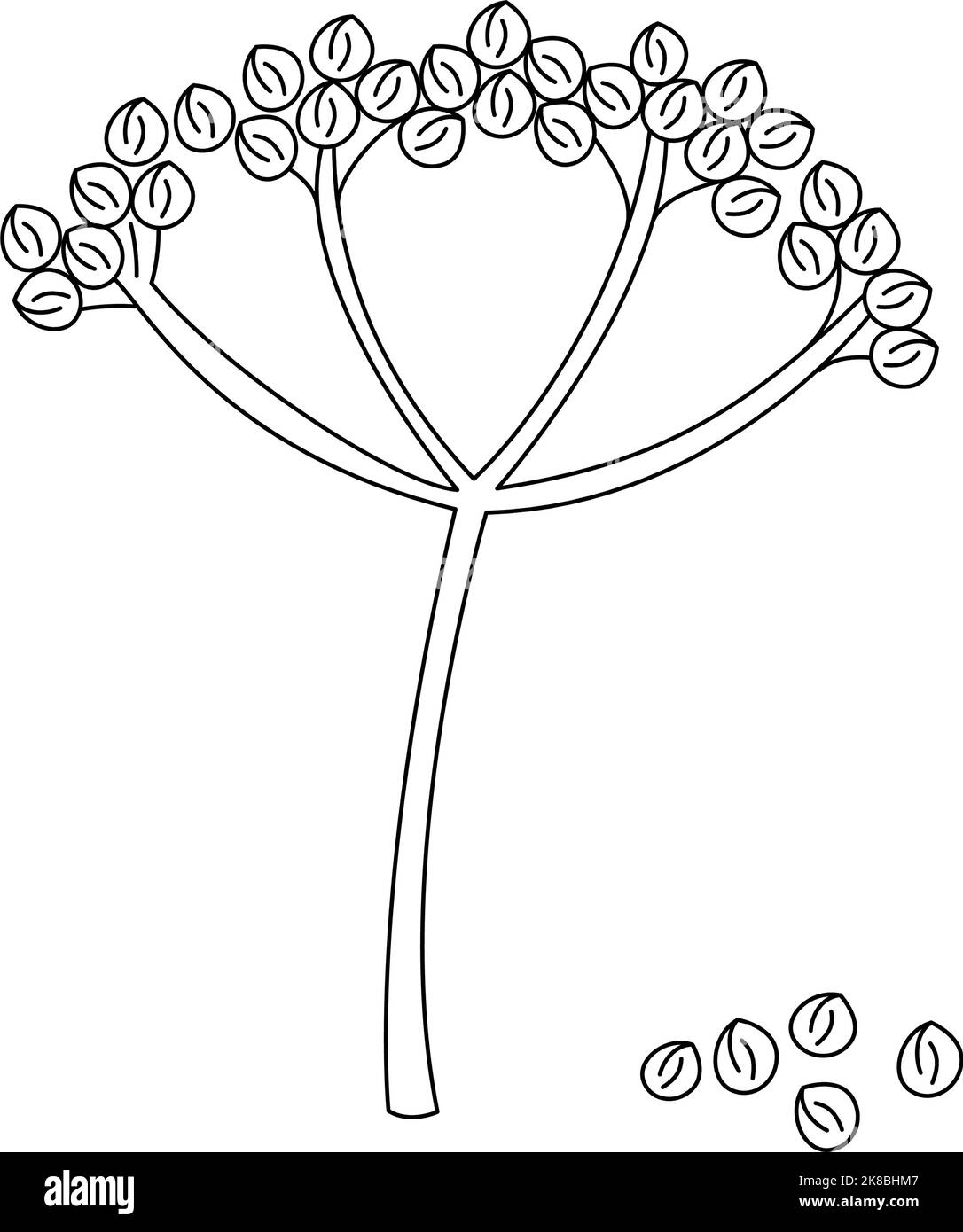 Doodle outline twig coriander seeds. Vector handdrawn illustration for