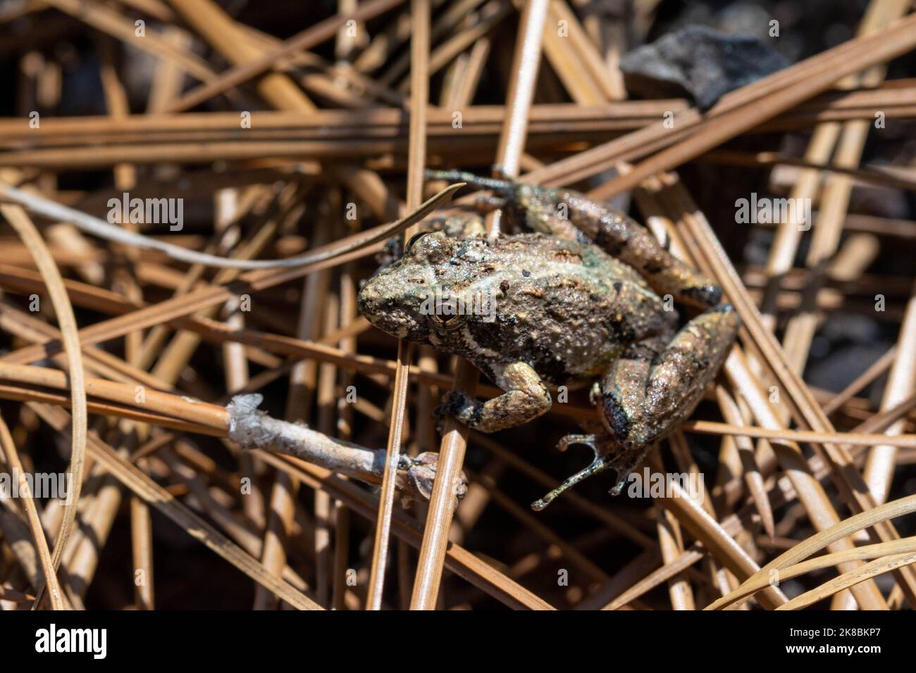 Coastal Plain Cricket Frog (Acris gryllus gryllus) from Perry County, Mississippi, USA. Stock Photo