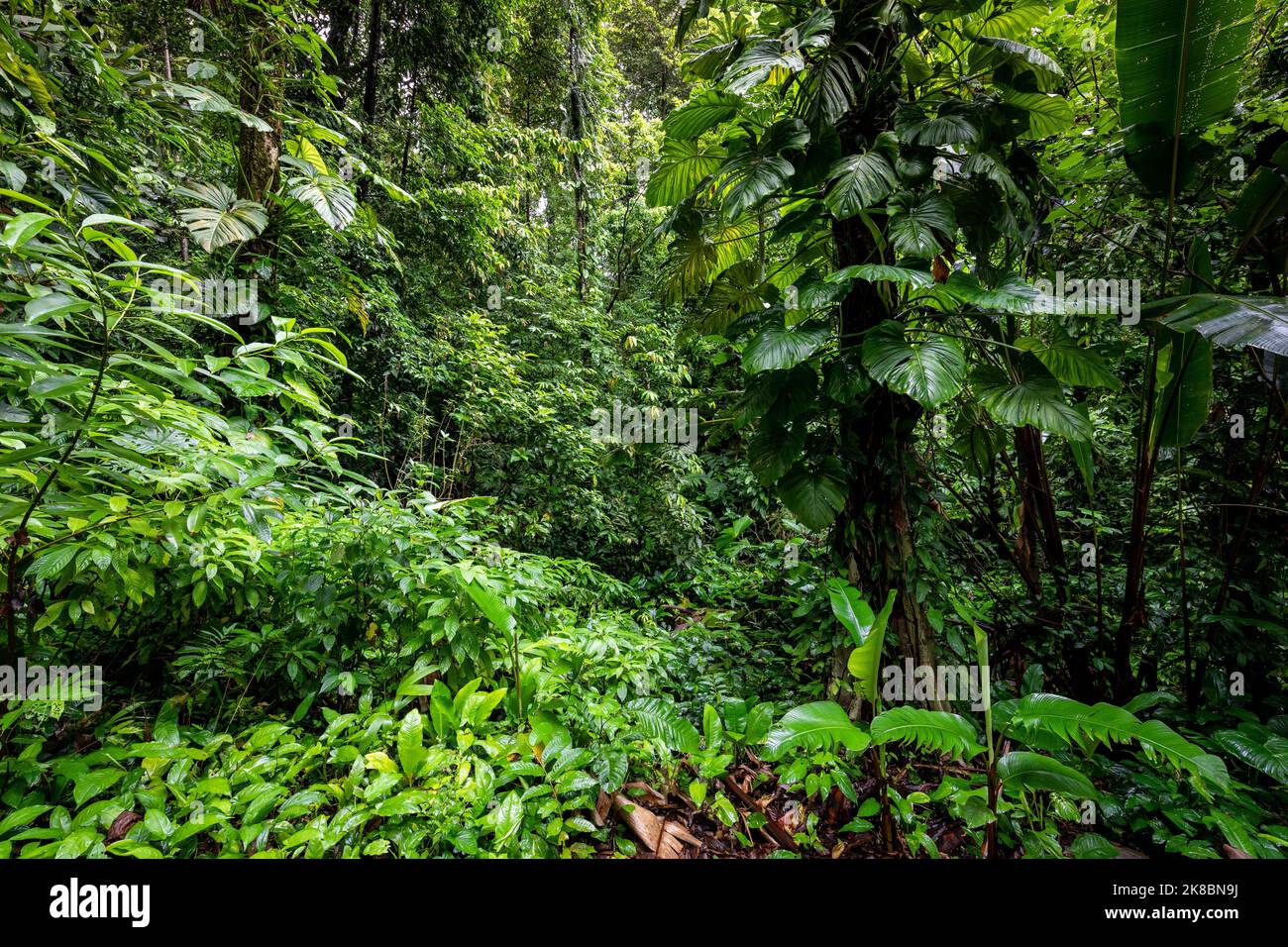 Jungle atmosphere hi-res stock photography and images - Alamy