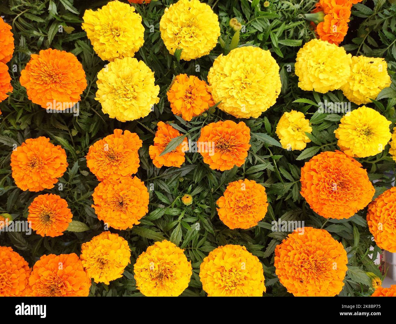Floral background of yellow and orange marigold flowers Stock Photo - Alamy Floral background of yellow and orange marigold flowers Stock Photo - Alamy