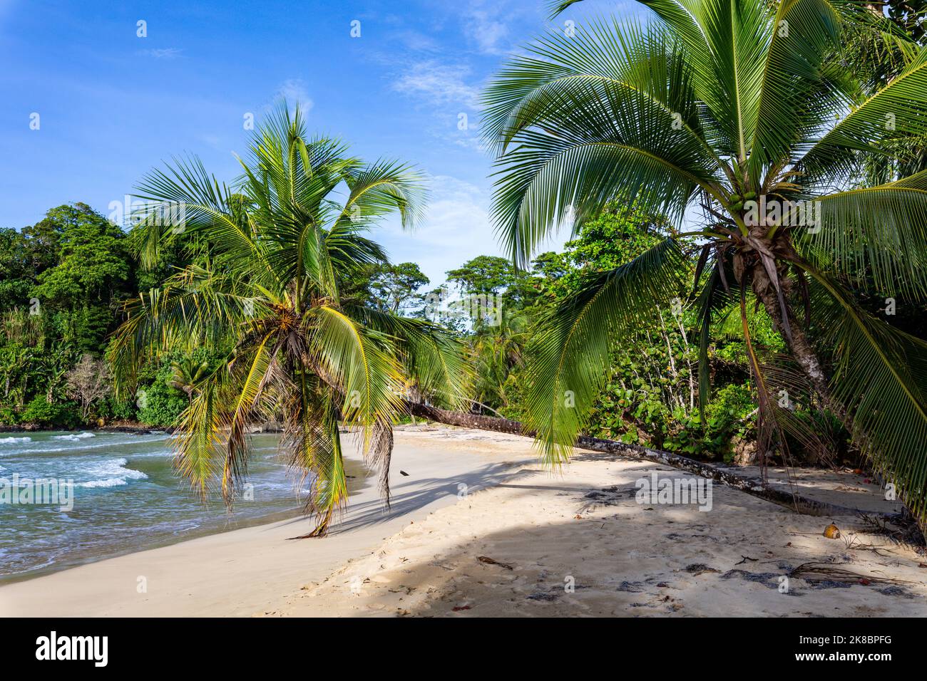 Tropical beach. Peaceful Caribbean beach with palm tree. Bastimentos Island, Bocas del Toro, Central America, Panama. Stock Photo