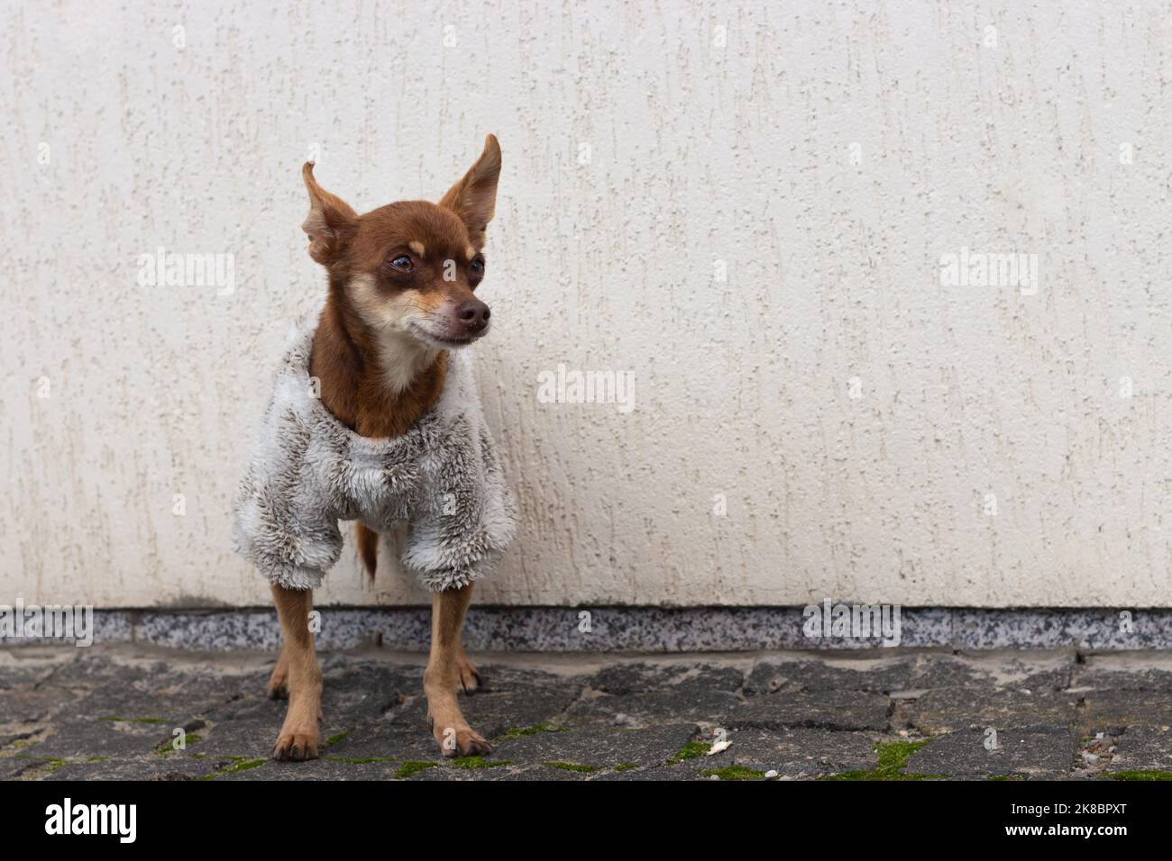 Small dog in winter clothes. Companion dog on the street. Pet fashion. Funny little dog standing alone. Dog clothes in cold weather. Miniature puppy. Stock Photo
