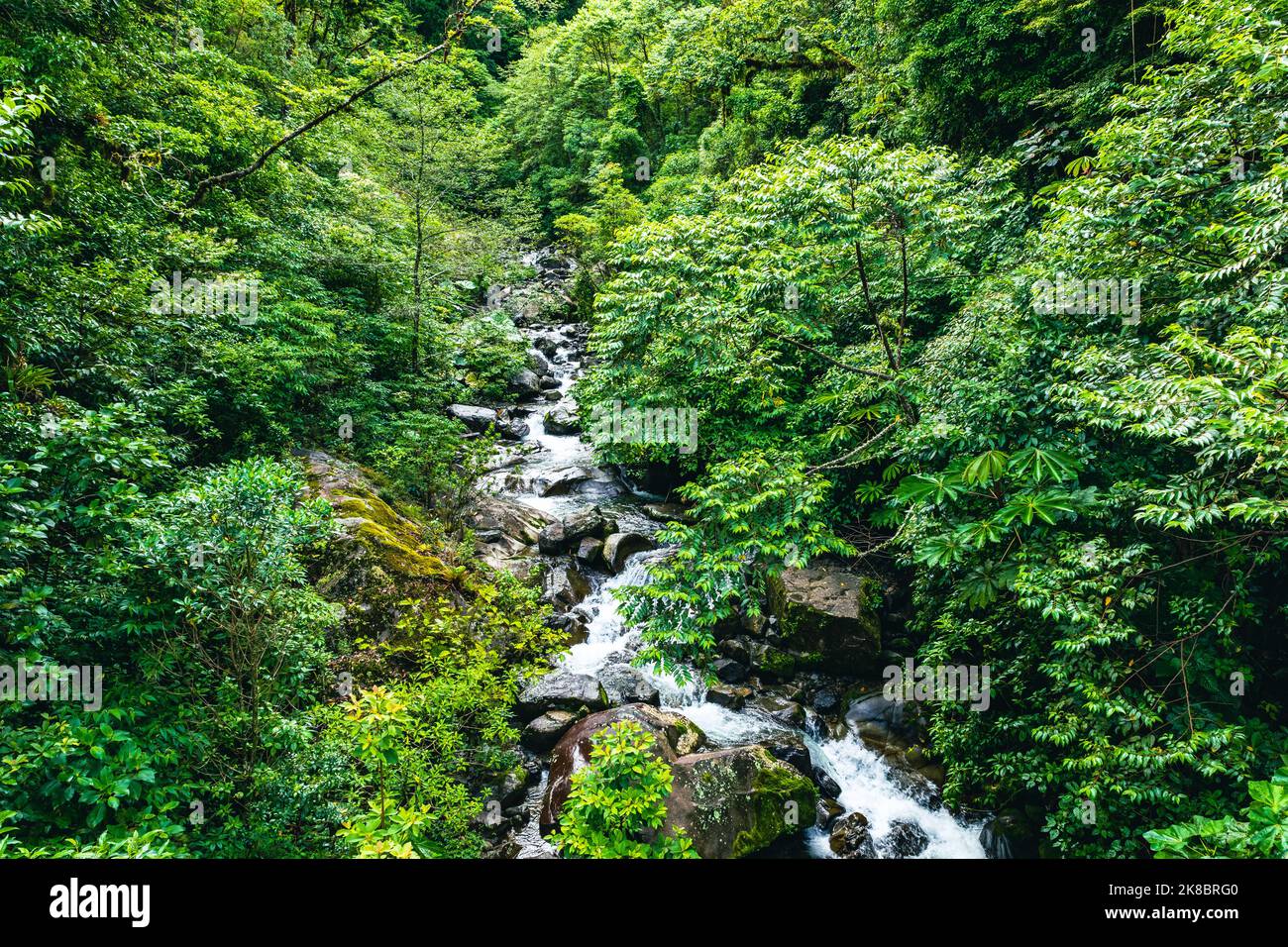 Jungle path to the Lost Waterfalls in Boquete, Panama. Stock Photo