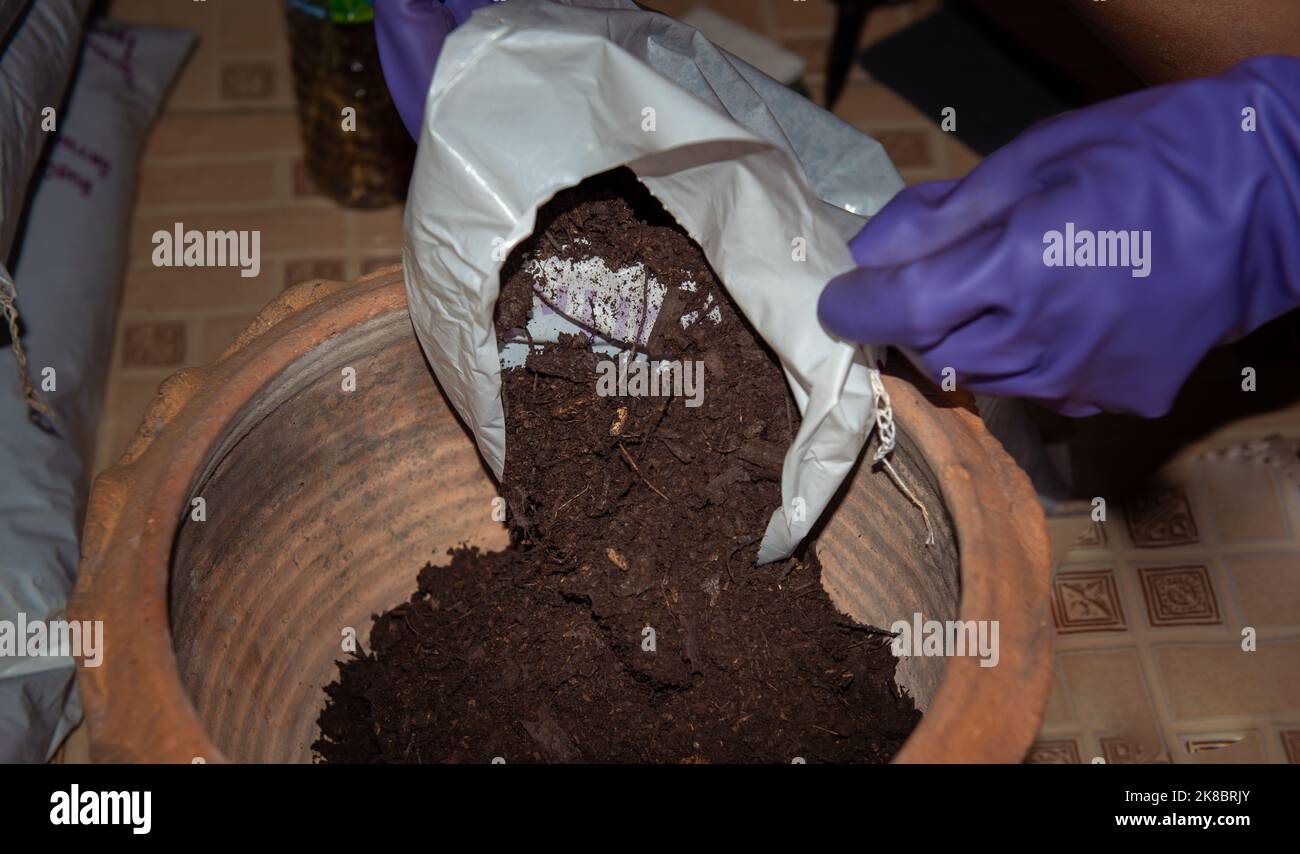 Gardener pour stable manure, farmyard manure, cow manure in pot to plants in garden Stock Photo