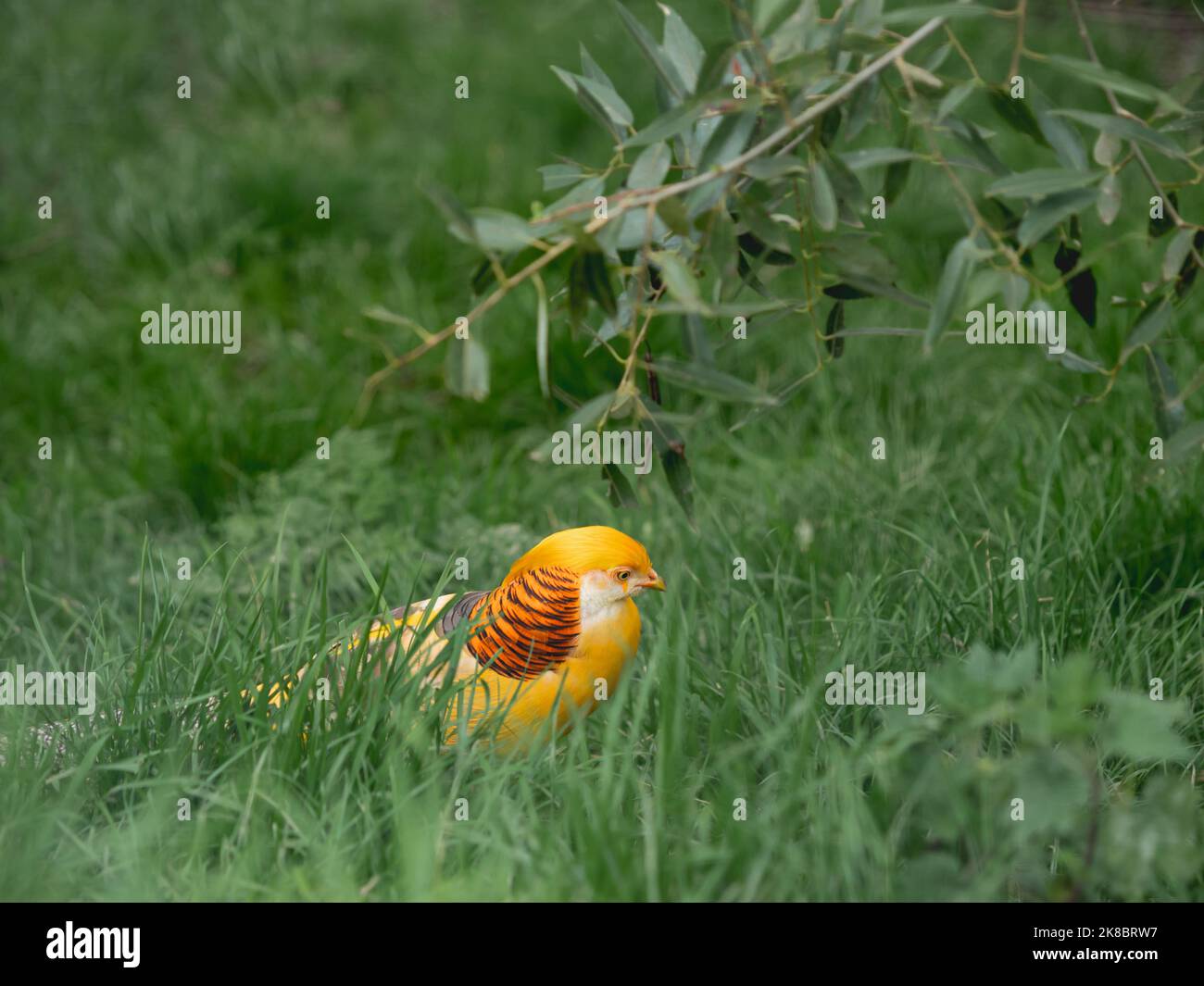 Golden pheasant or Chrysolophus pictus, also known as Chinese pheasant