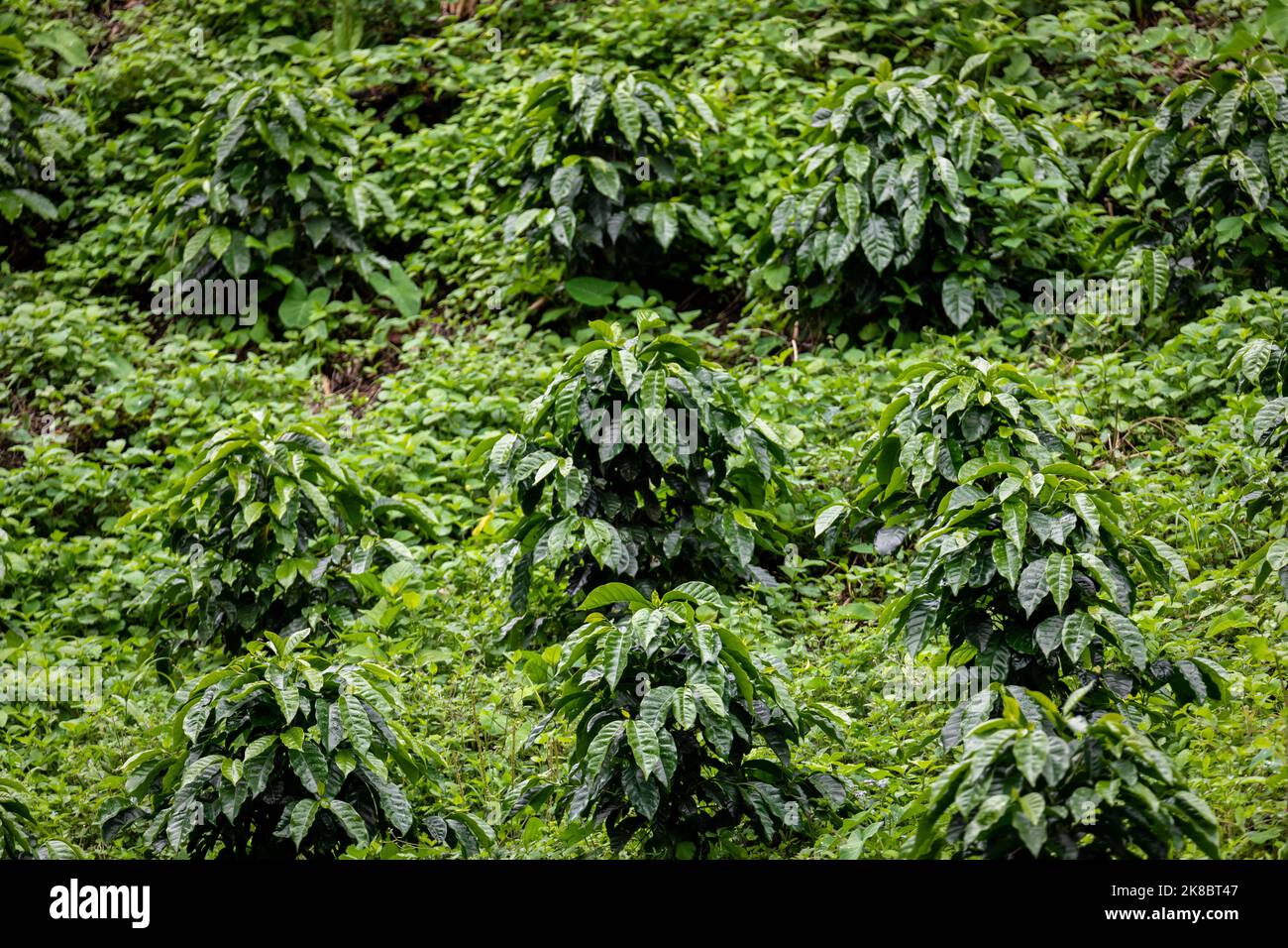 Coffee plantation, raw green coffee beans and leaves, in Boquete