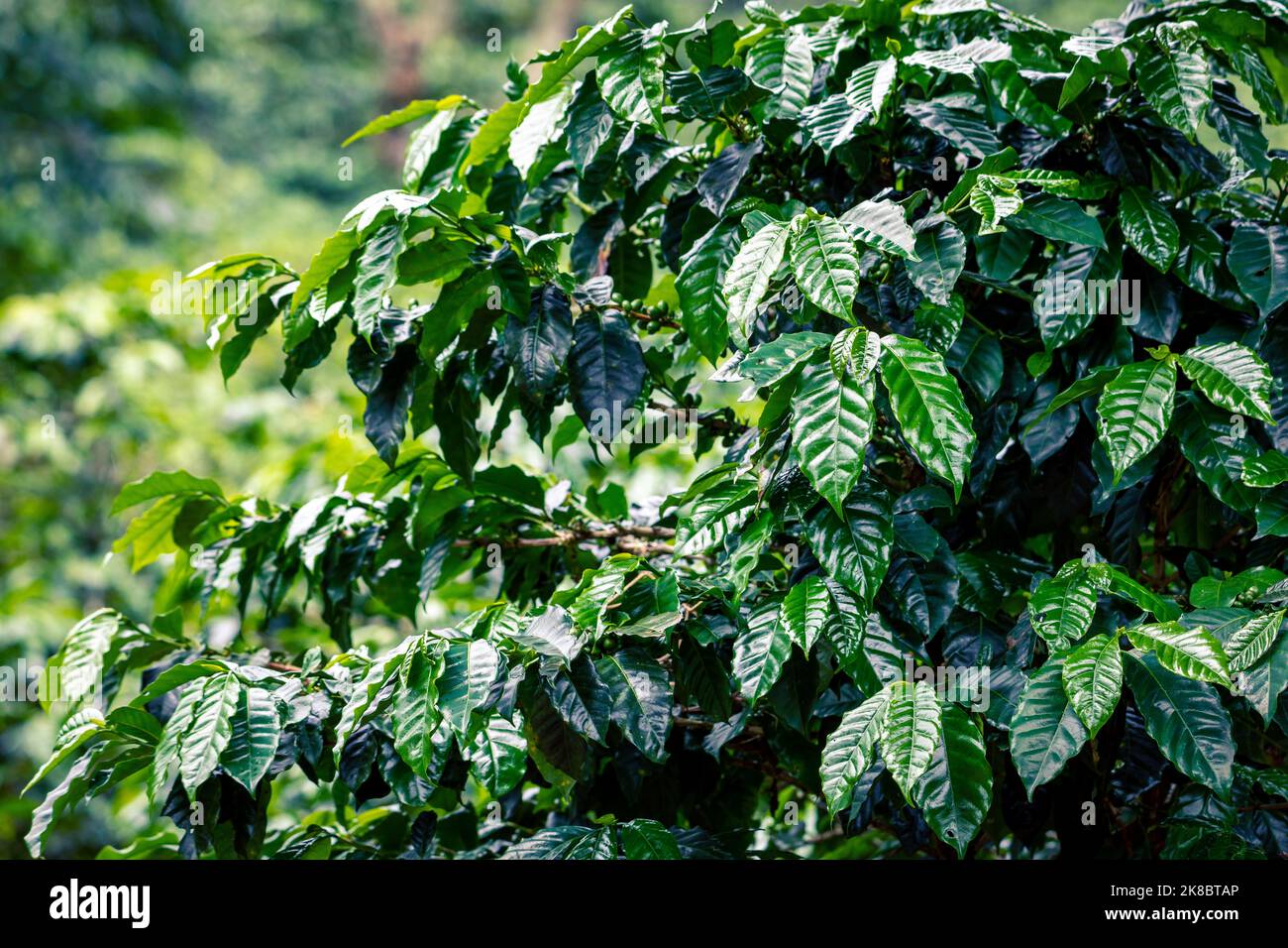 Coffee plantation, raw green coffee beans and leaves, in Boquete, Panama. Central America. Stock Photo