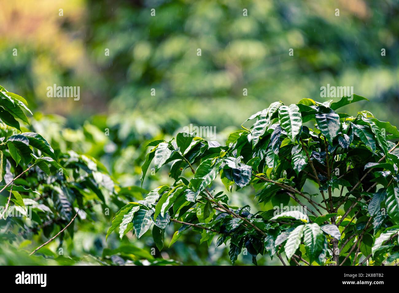 Coffee plantation, raw green coffee beans and leaves, in Boquete