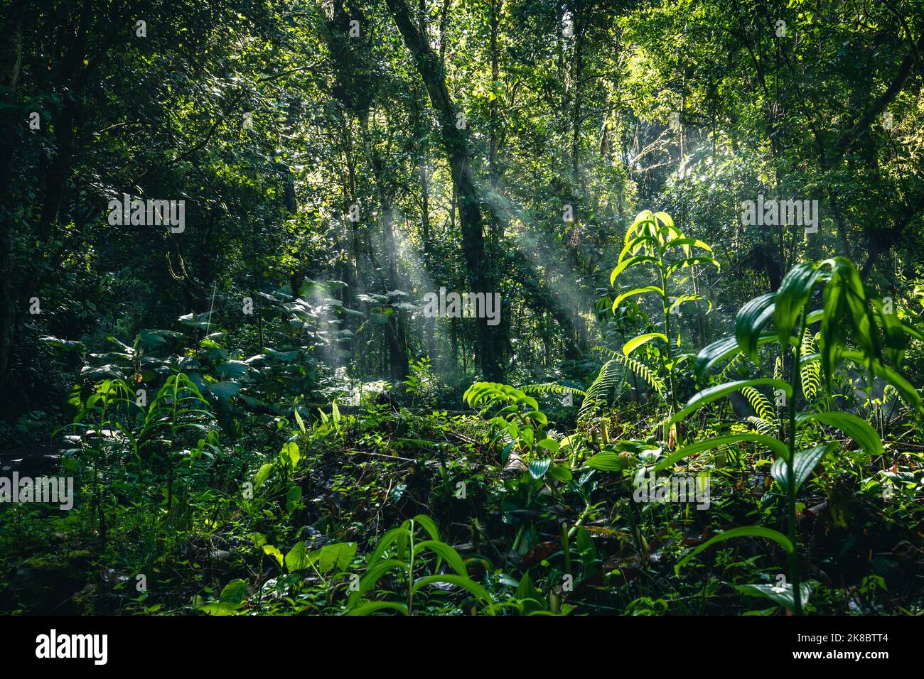 jungle-path-to-the-lost-waterfalls-in-boquete-panama-stock-photo-alamy