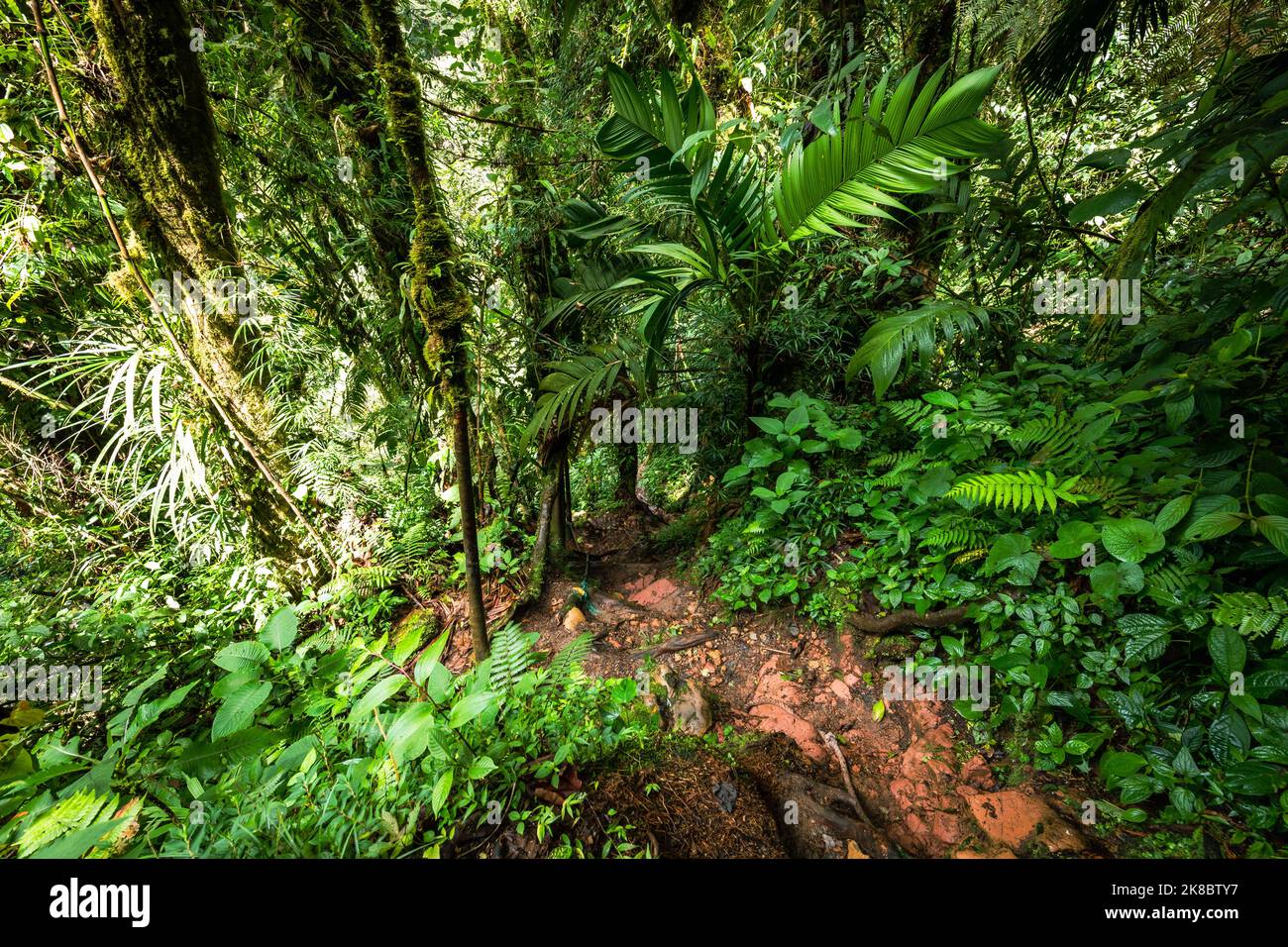 Jungle path to the Lost Waterfalls in Boquete, Panama. Stock Photo