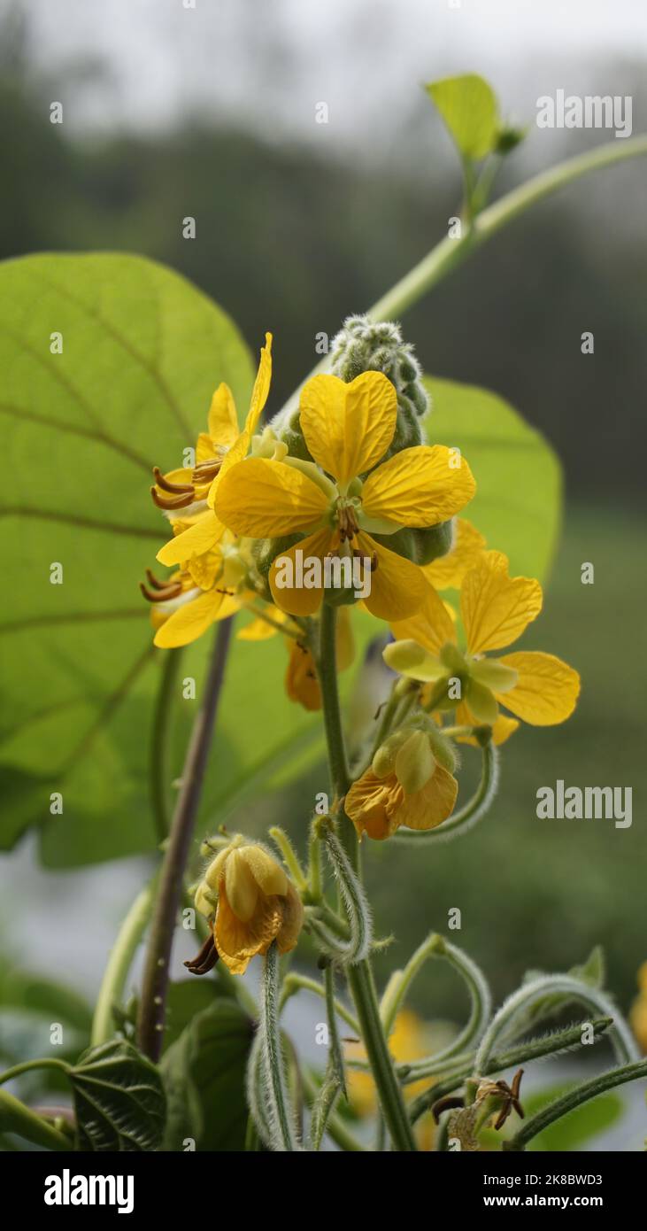 Beautiful yellow flowers of Senna hirsuta also known as Woolly or Hairy senna along with green leaves background. Mobile format or portrait mode Stock Photo