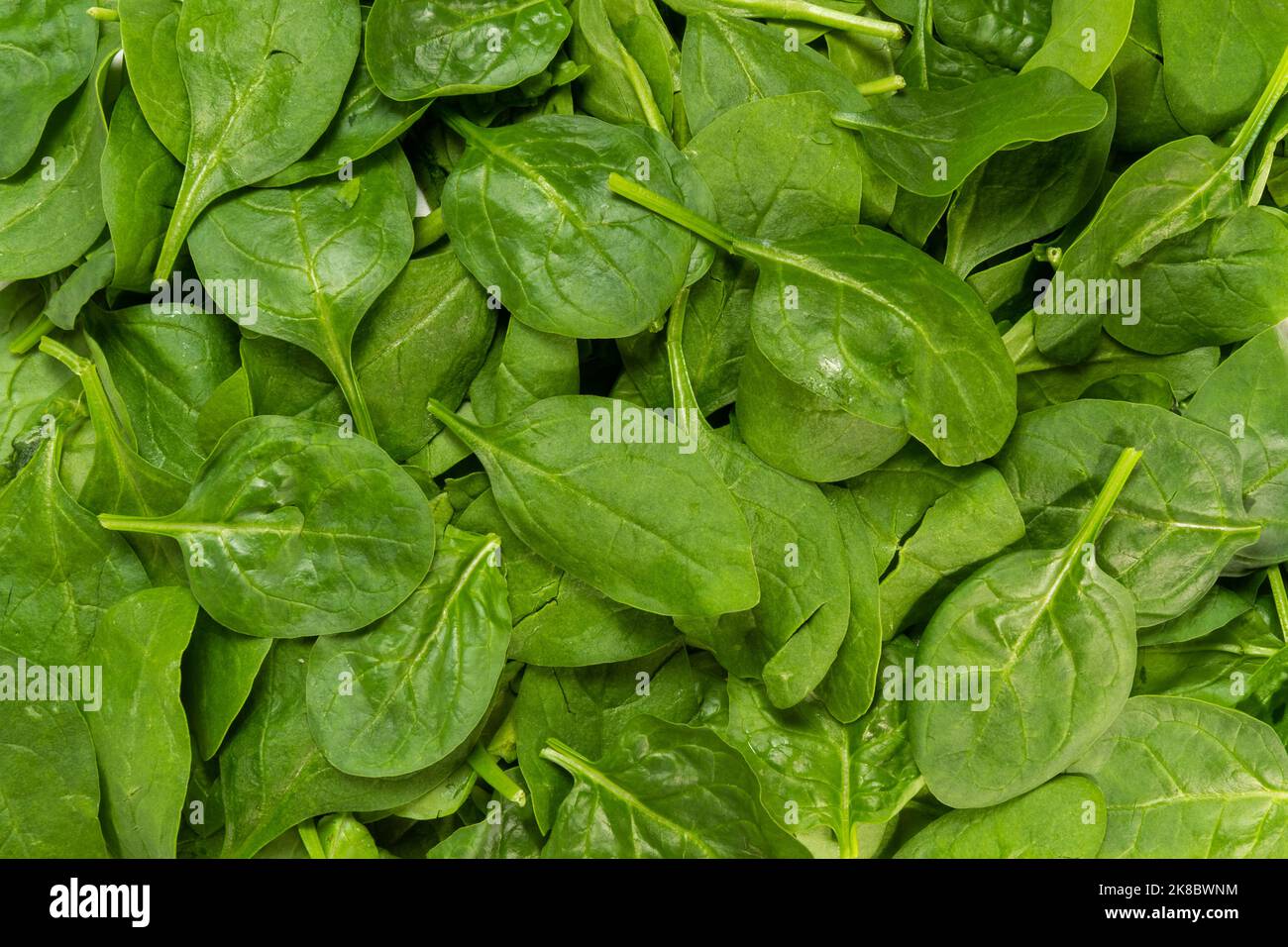 Baby spinach leaves Stock Photo Alamy