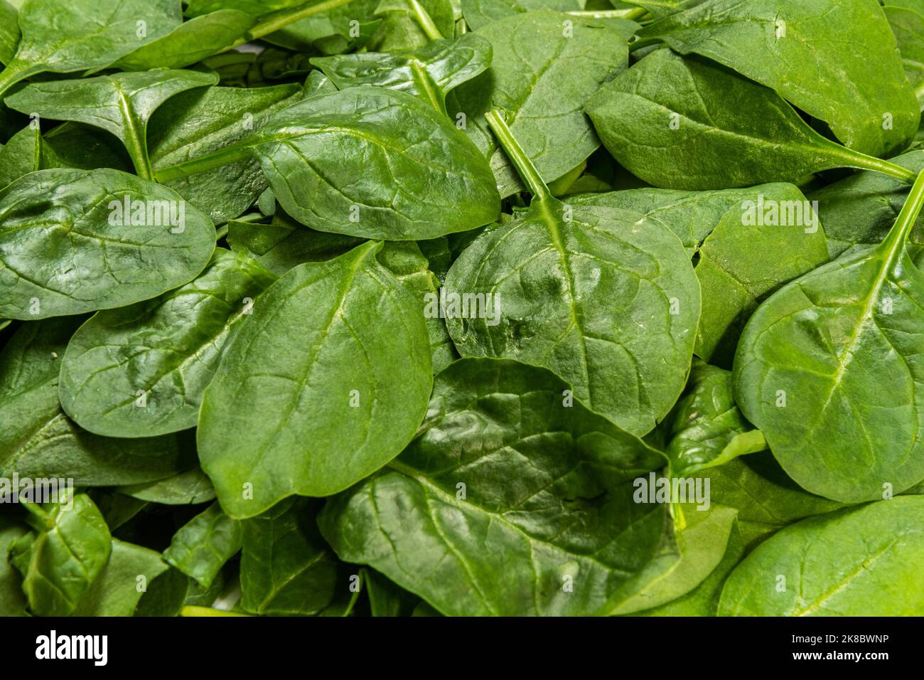 Baby spinach leaves close up Stock Photo Alamy