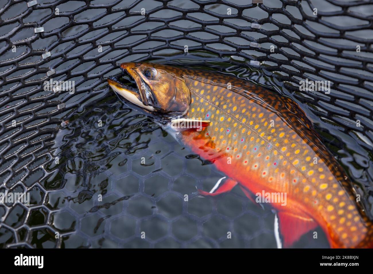 Beautiful male brook trout in spawning colors in a landing net Stock Photo