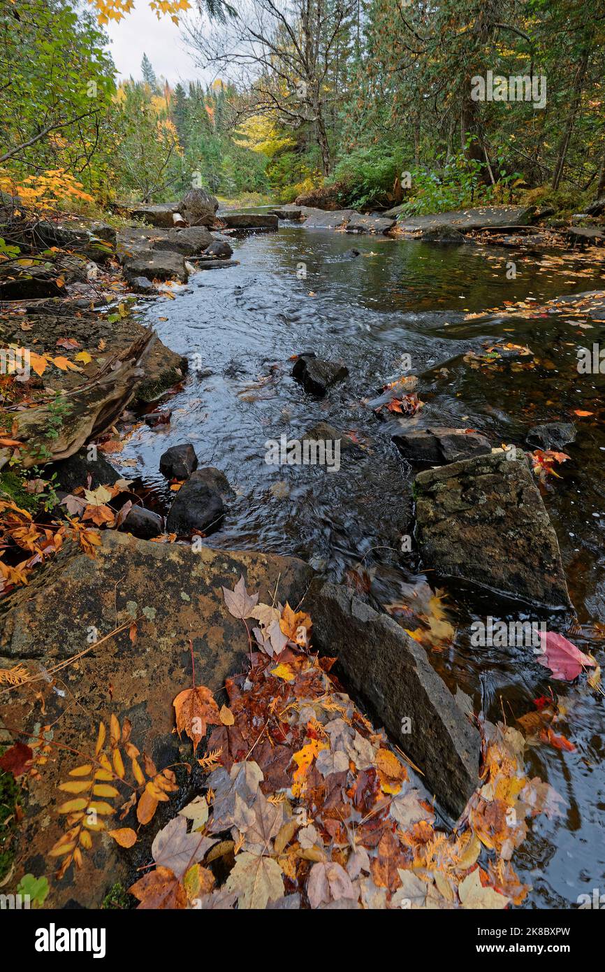 Landscape of small river flowing though a forest in fall colors, Parc de la Mauricie, Quebec Stock Photo