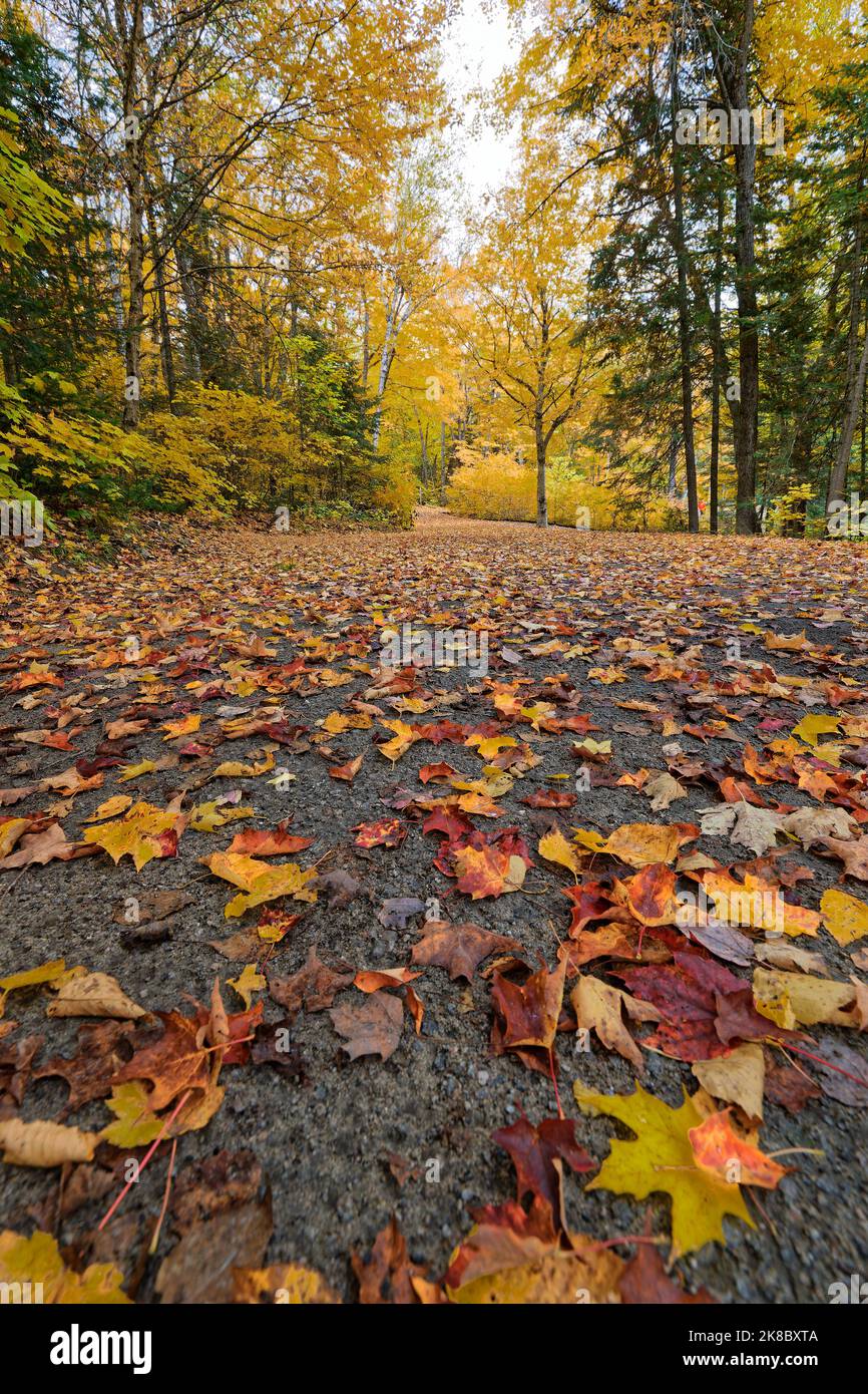 Fallen leaves on a small road at fall Stock Photo