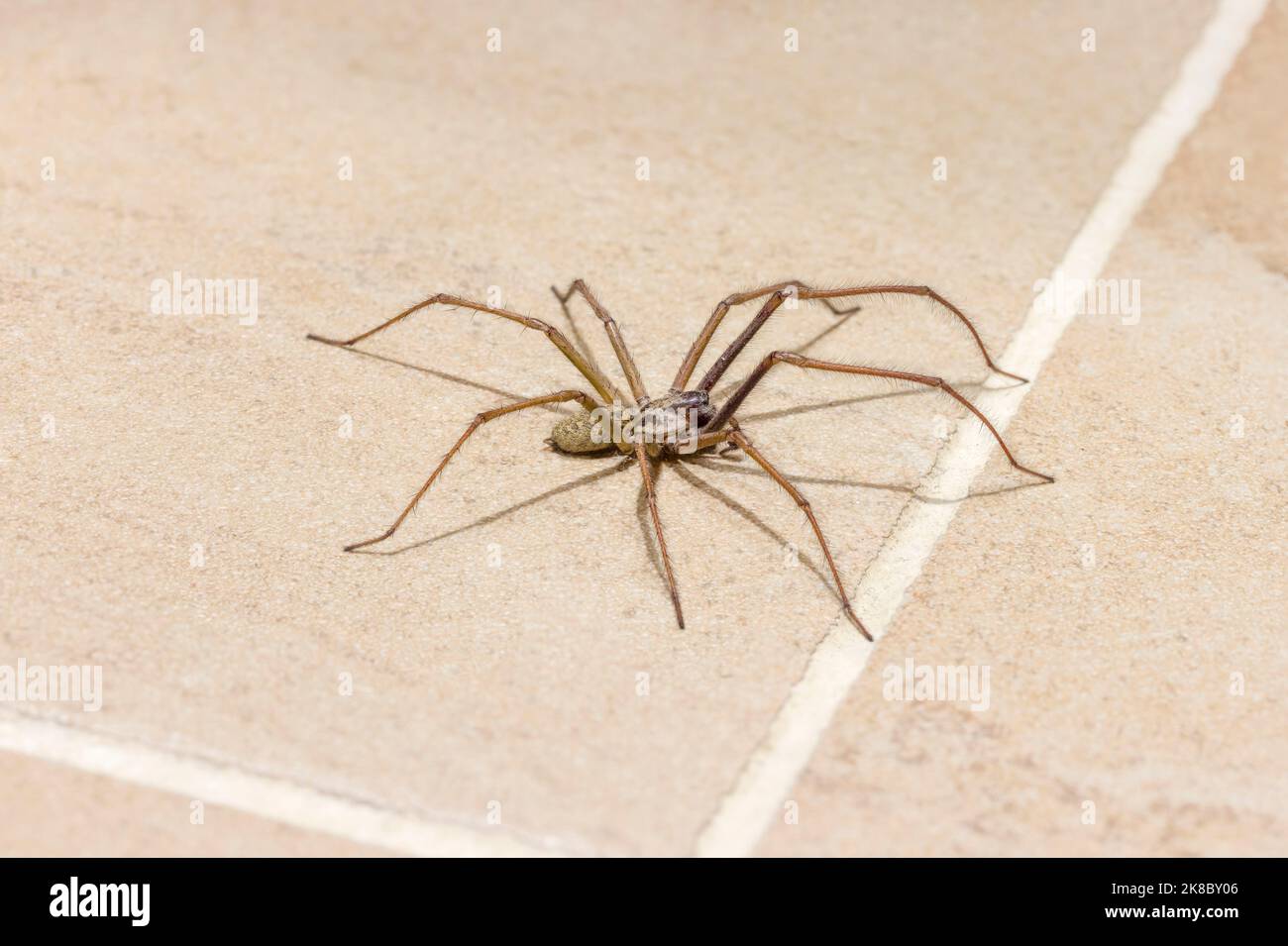 Giant house spider (Eratigena atrica) on a tiled kitchen floor in a UK house Stock Photo