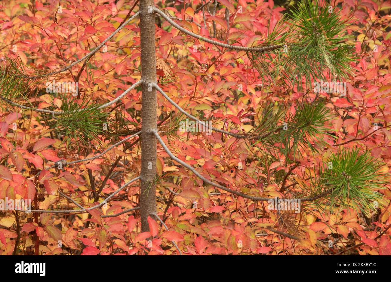 Young pine tree and autumn colors of wild huckleberry shrubs, Mt. Hood, Oregon Stock Photo