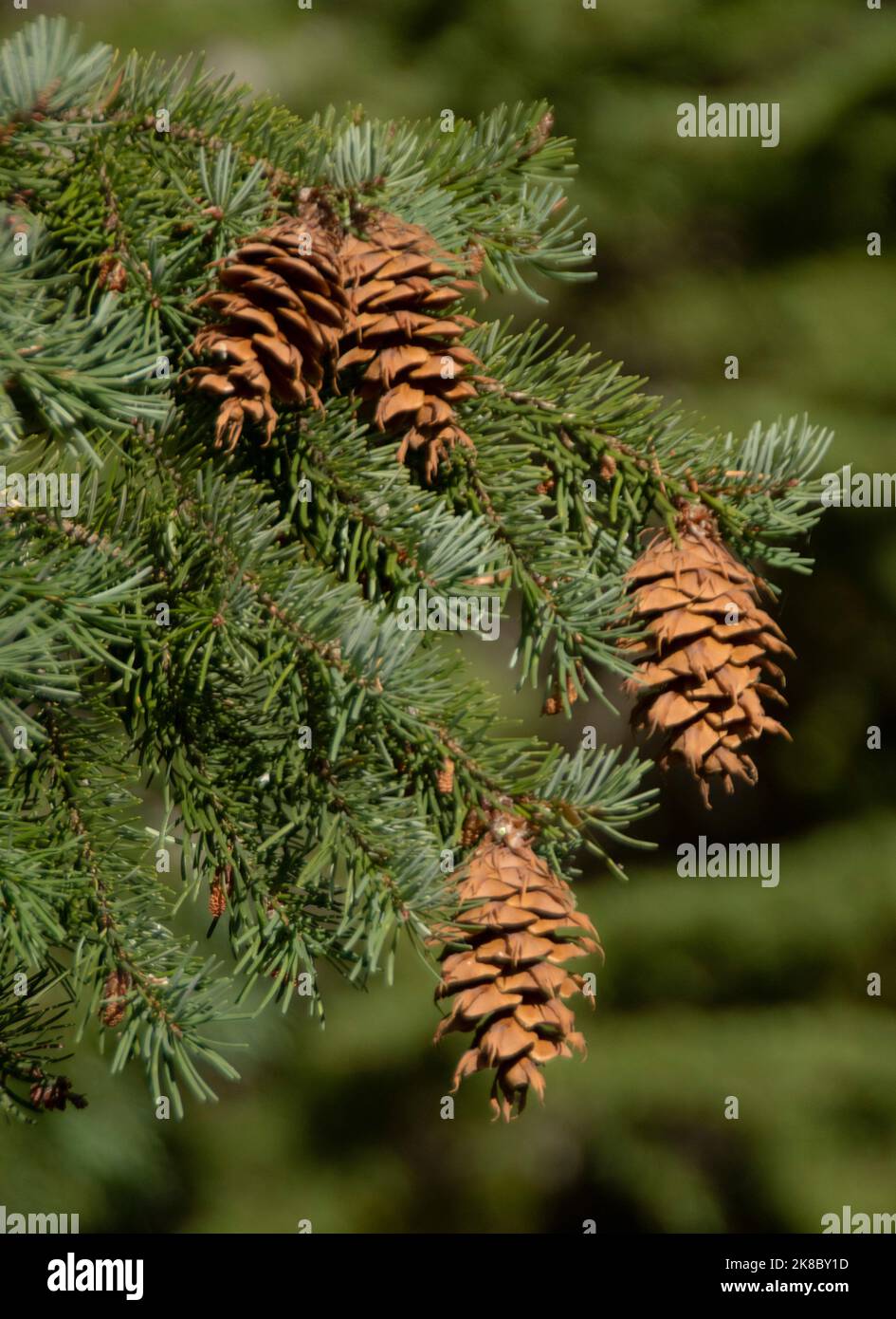 Cones of Douglas Fir tree ( Pseudotsuga menziesii) Cascade Mountains, Oregon Stock Photo