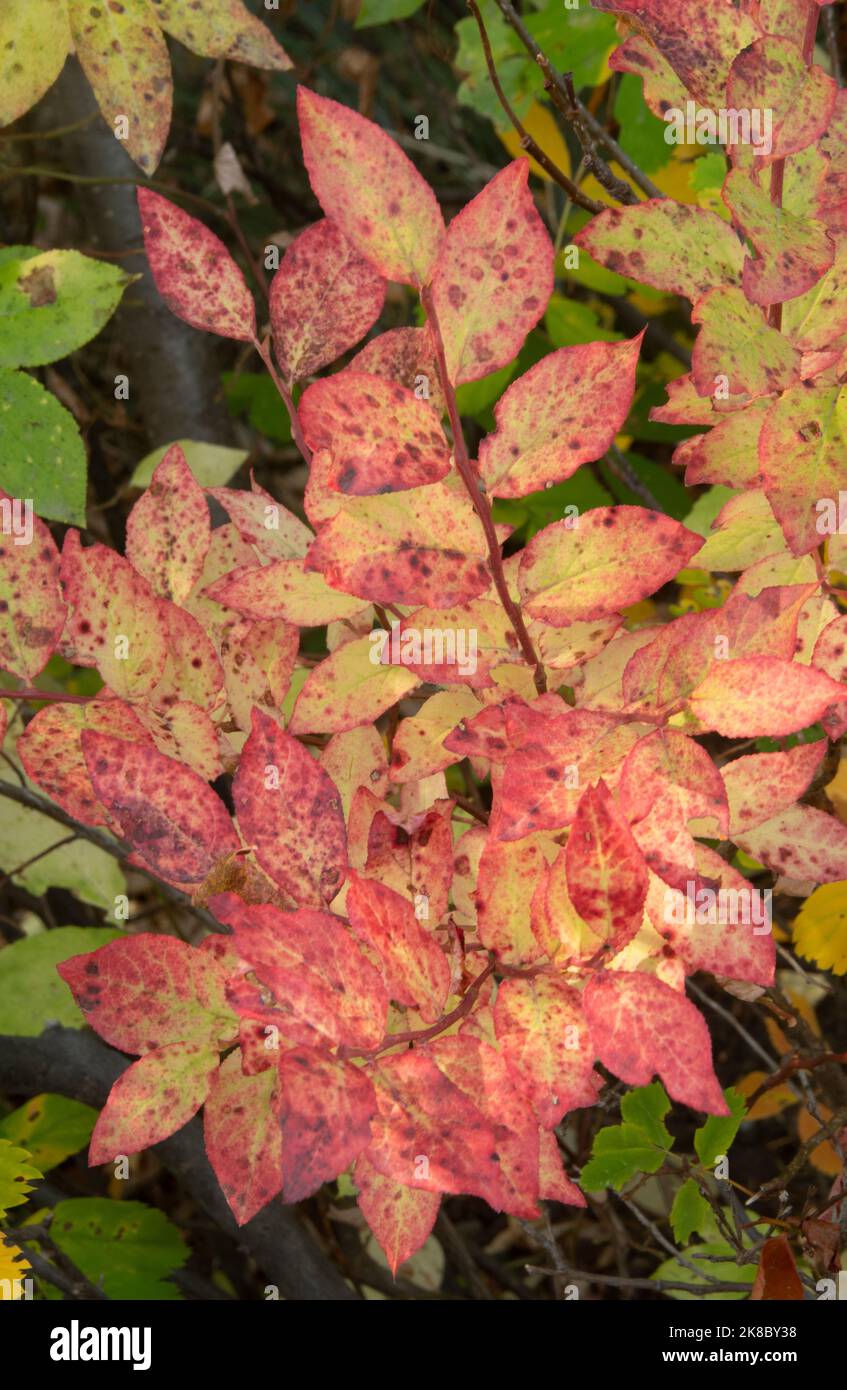 Fall colors on wild huckleberry shrubs, Mt. Hood, Oregon Stock Photo