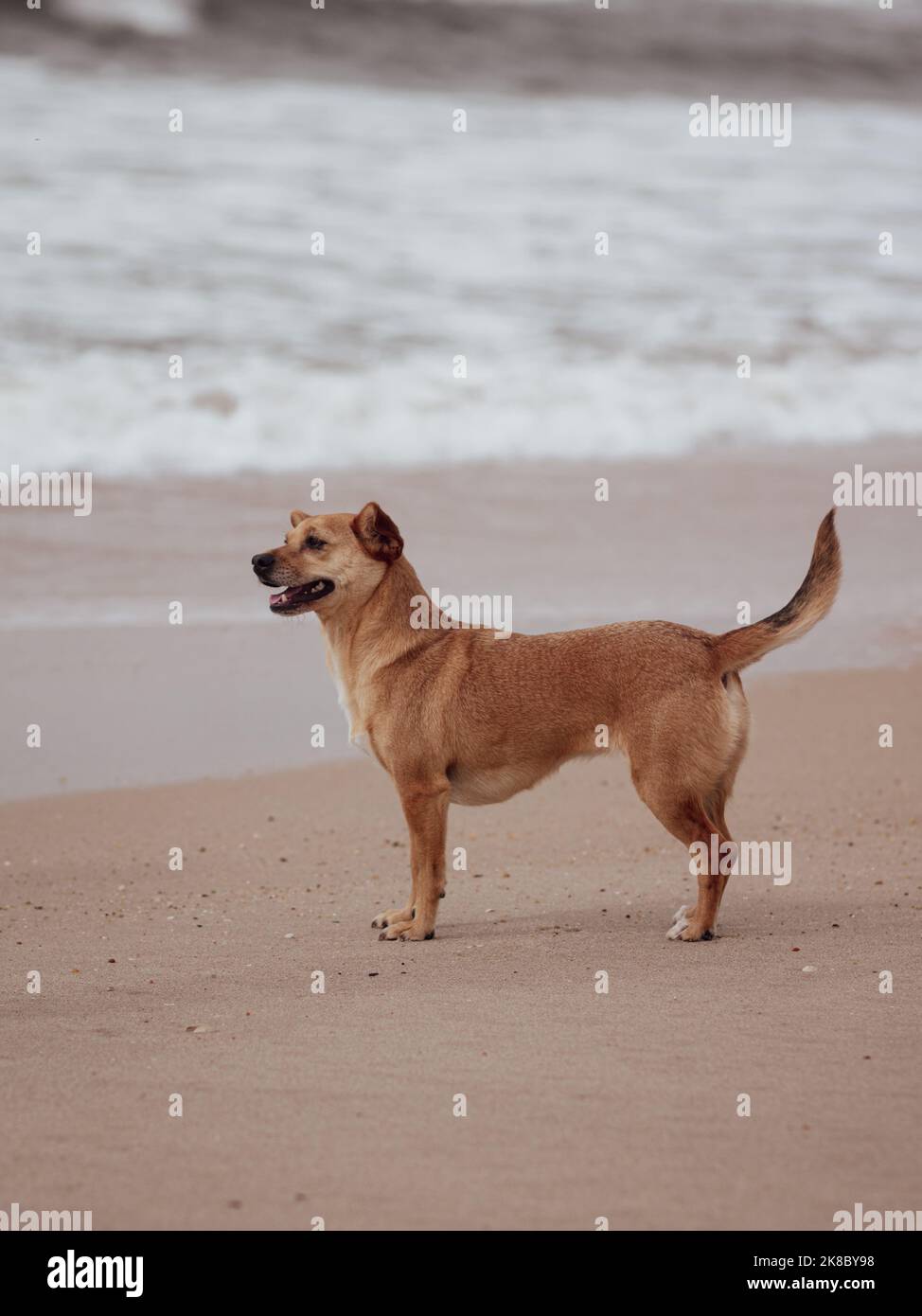 Full body portrait of a happy mixed-breed female dog standing off-leash on the sand with the ocean waves blurred in the background. Vertical photo Stock Photo