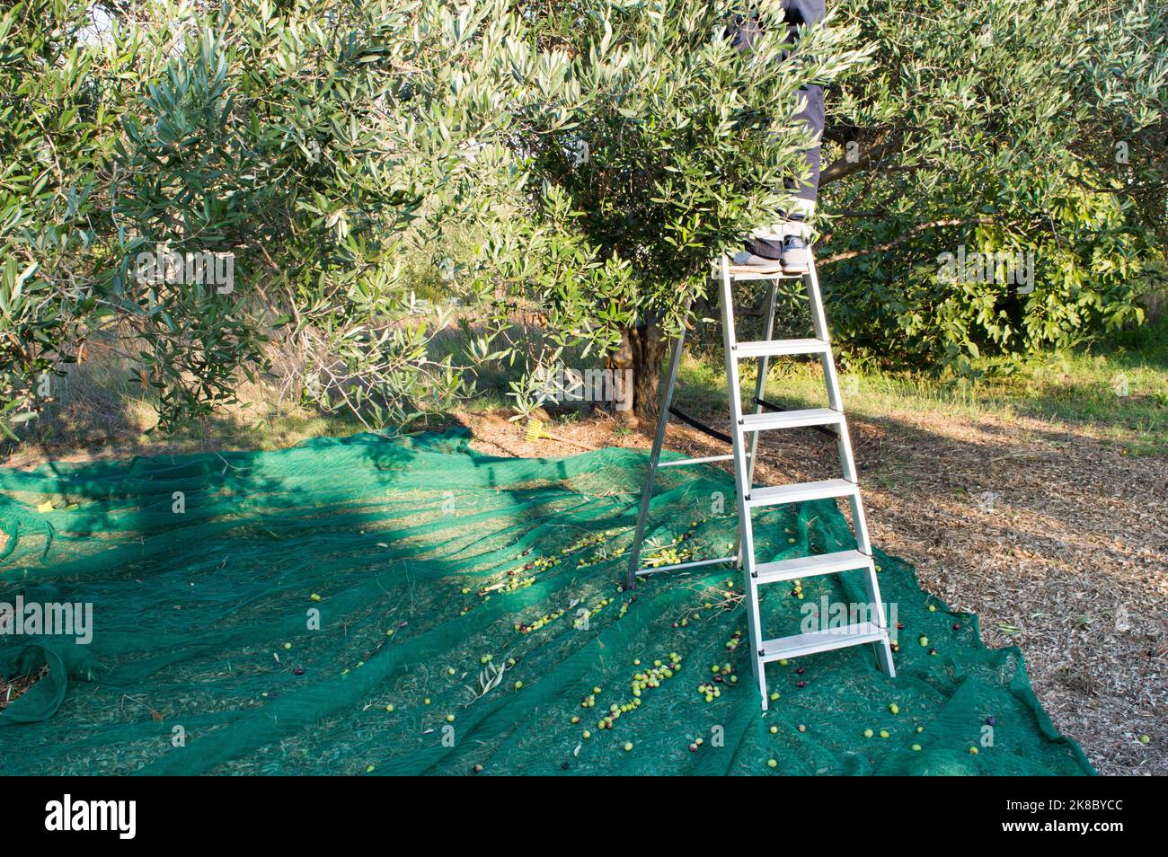 Manual harvesting olives, picker on the ladder and mature olives on the green net, from Dalmatia, Croatia Stock Photo