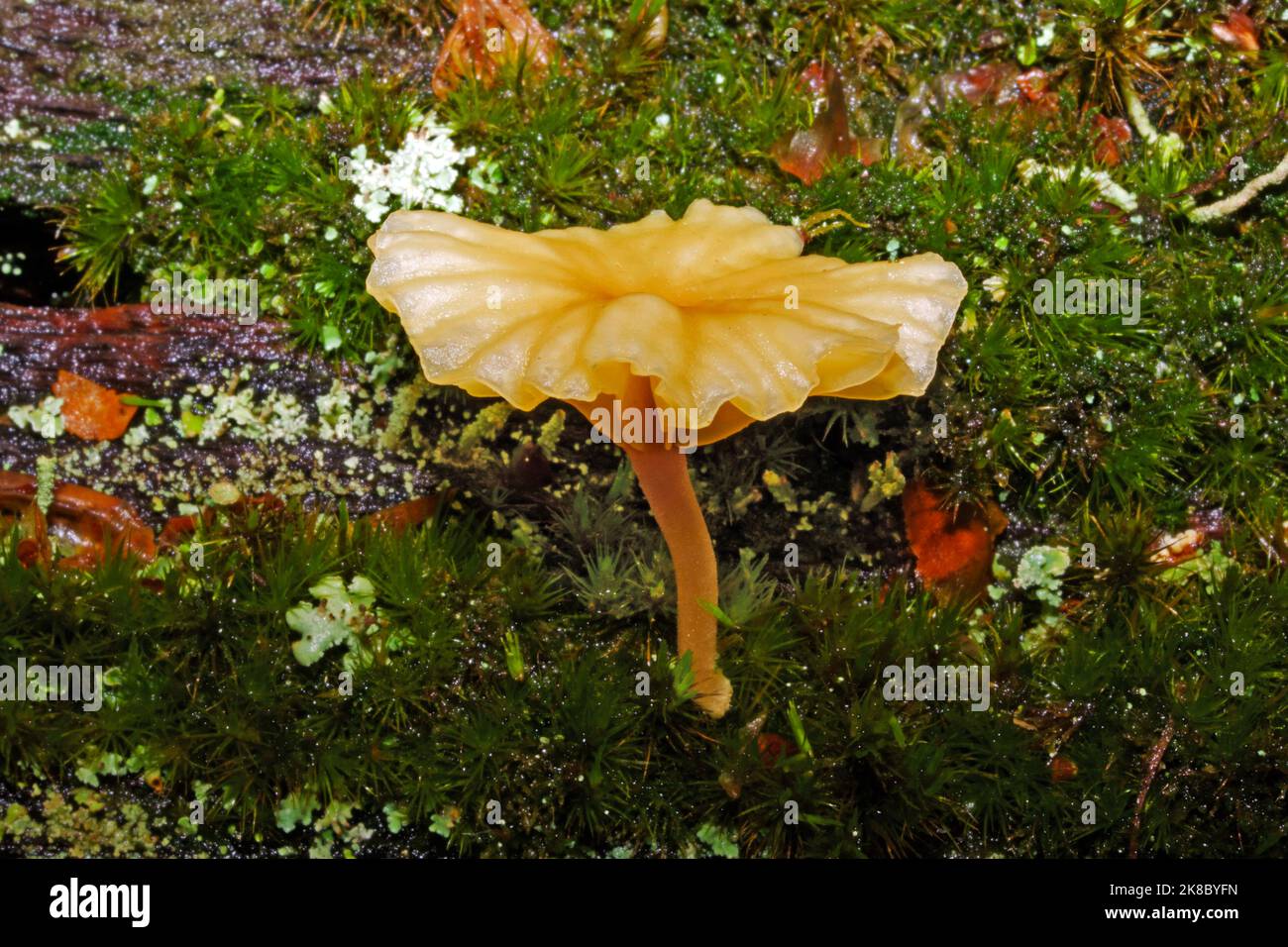 Lichenomphalia umbellifera is a basidiolichen and agaric species with a symbiotic relationship with a green alga. It grows on rotting wood. Stock Photo