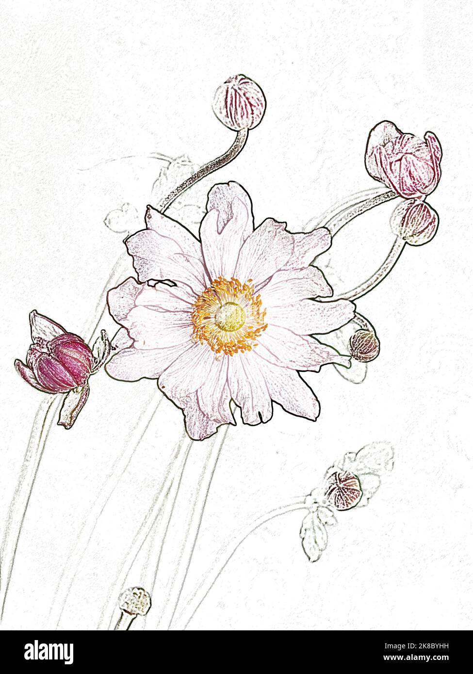 Close up of the computer generated flower head drawing of the herbaceous perennial garden plant Japanese Anemone seen in autumn. Stock Photo