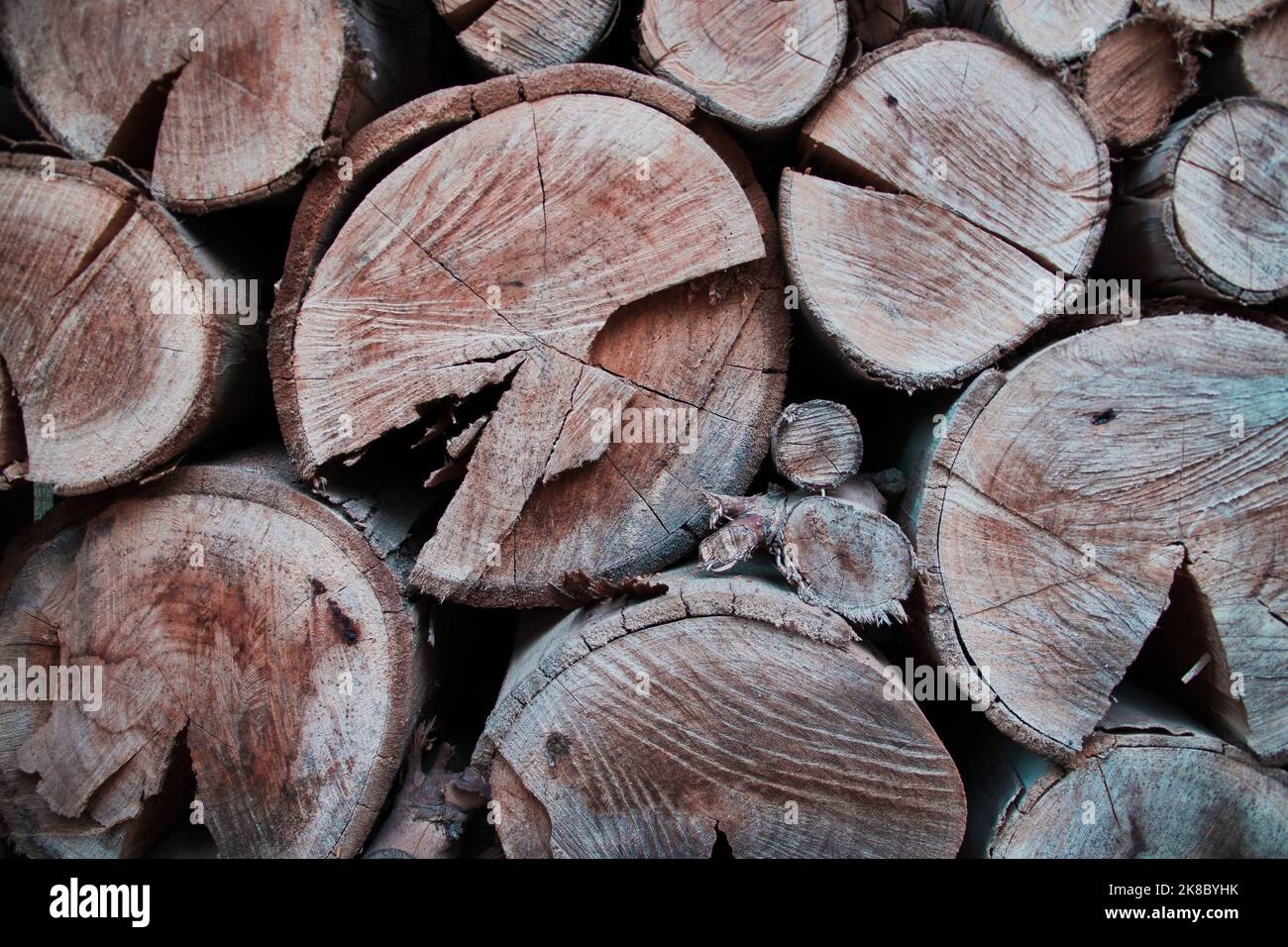 Tree trunks in Colbun, Chile Stock Photo Alamy