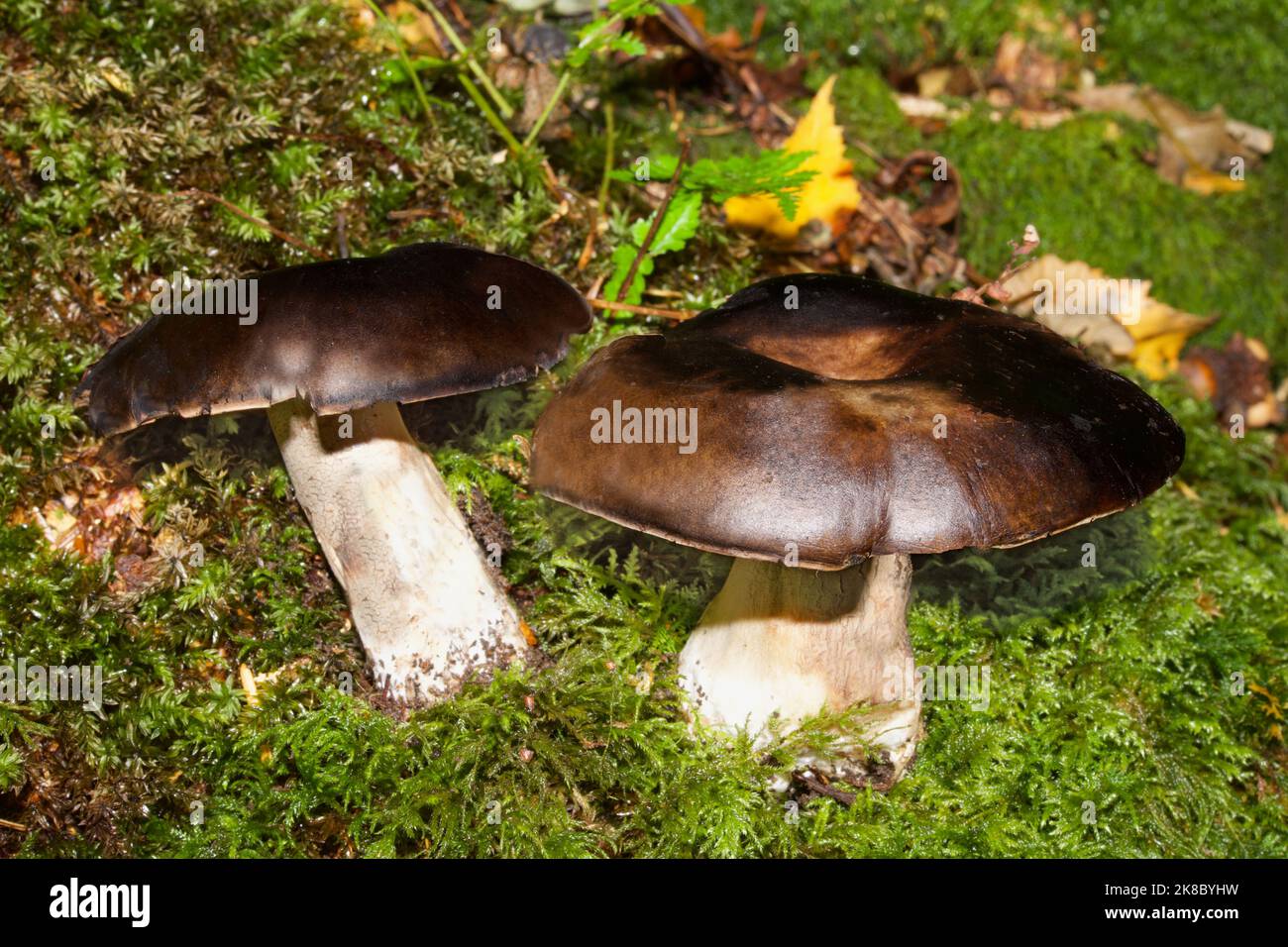 Russula nigricans, commonly known as the blackening brittlegill or blackening russula, is common in both deciduous and coniferous woodland. Stock Photo
