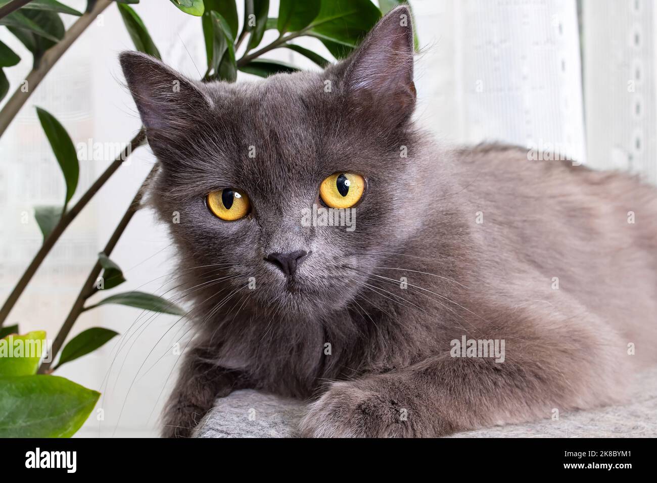 Gray cat with yellow eyes close up portrait Stock Photo - Alamy