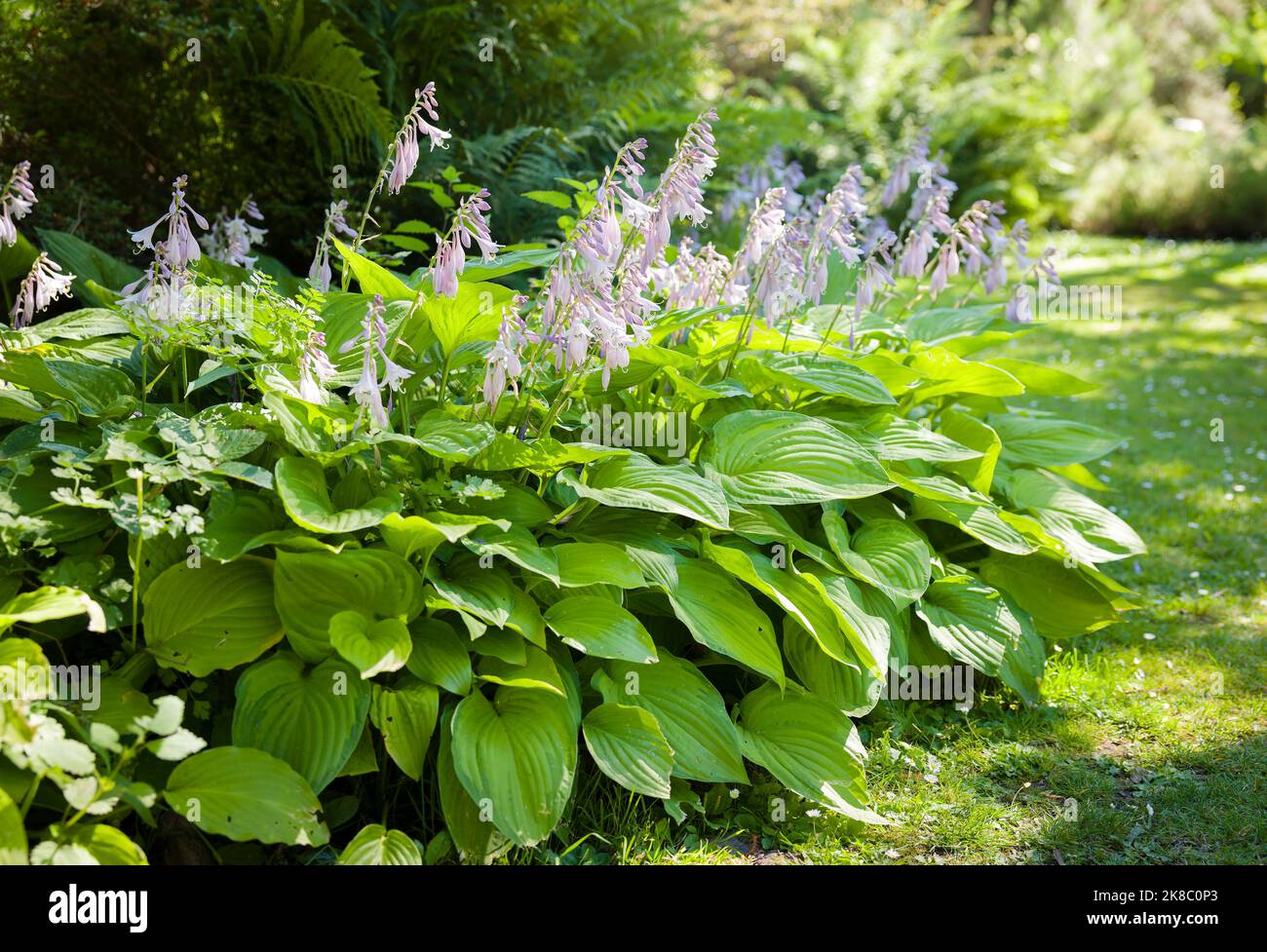 Hosta plants (plantain lily) with flowers. Shade tolerant plants in a UK garden in summer Stock Photo