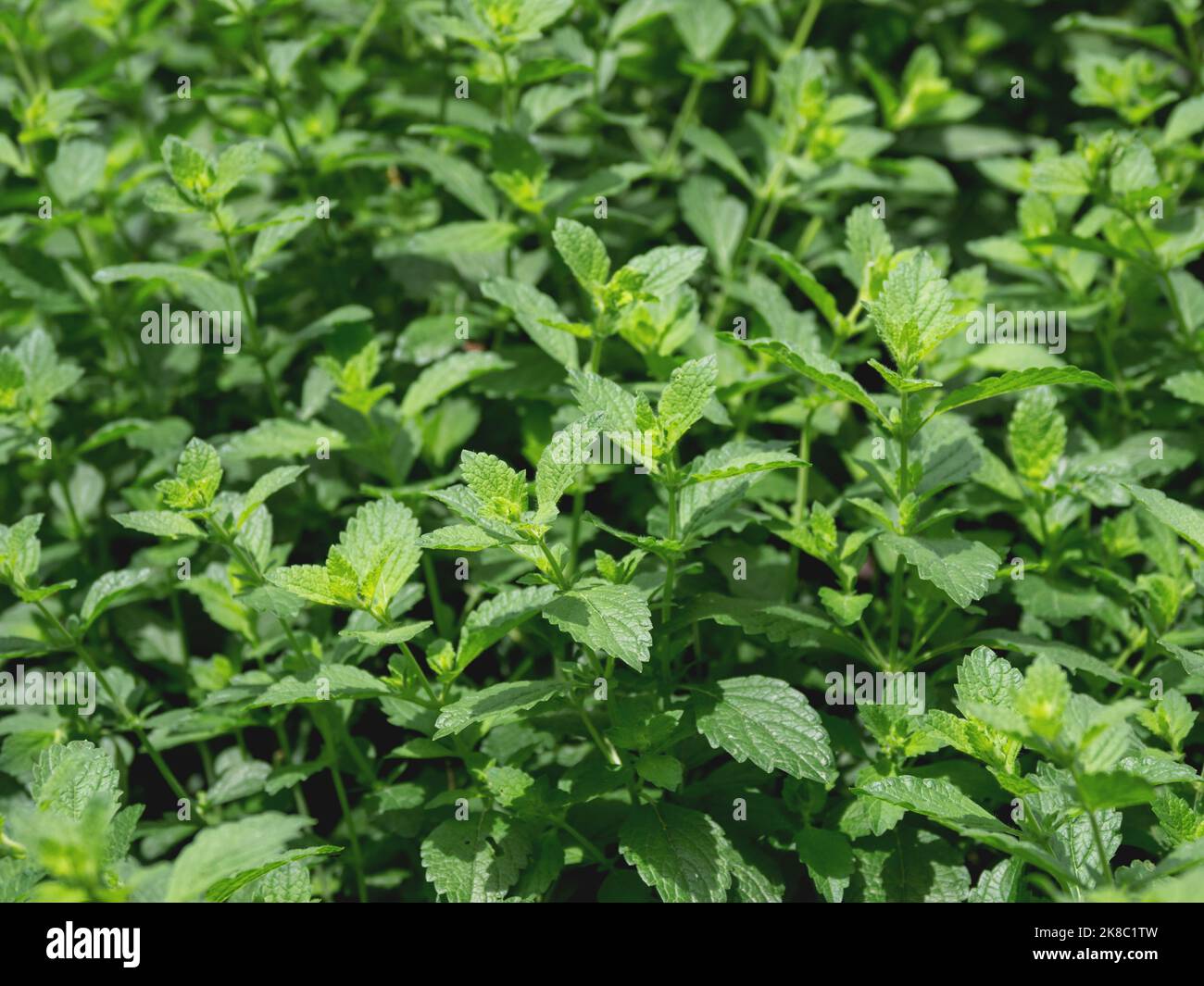 Lemon balm or Melissa officinalis, perennial herbaceous plant in the mint family. Natural summer background with green leaves. Stock Photo