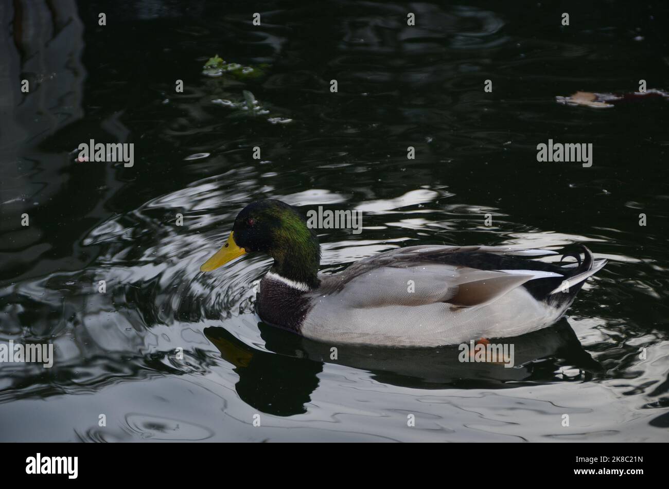 In the pond, floating duck, colorful duck, water bird. Stock Photo