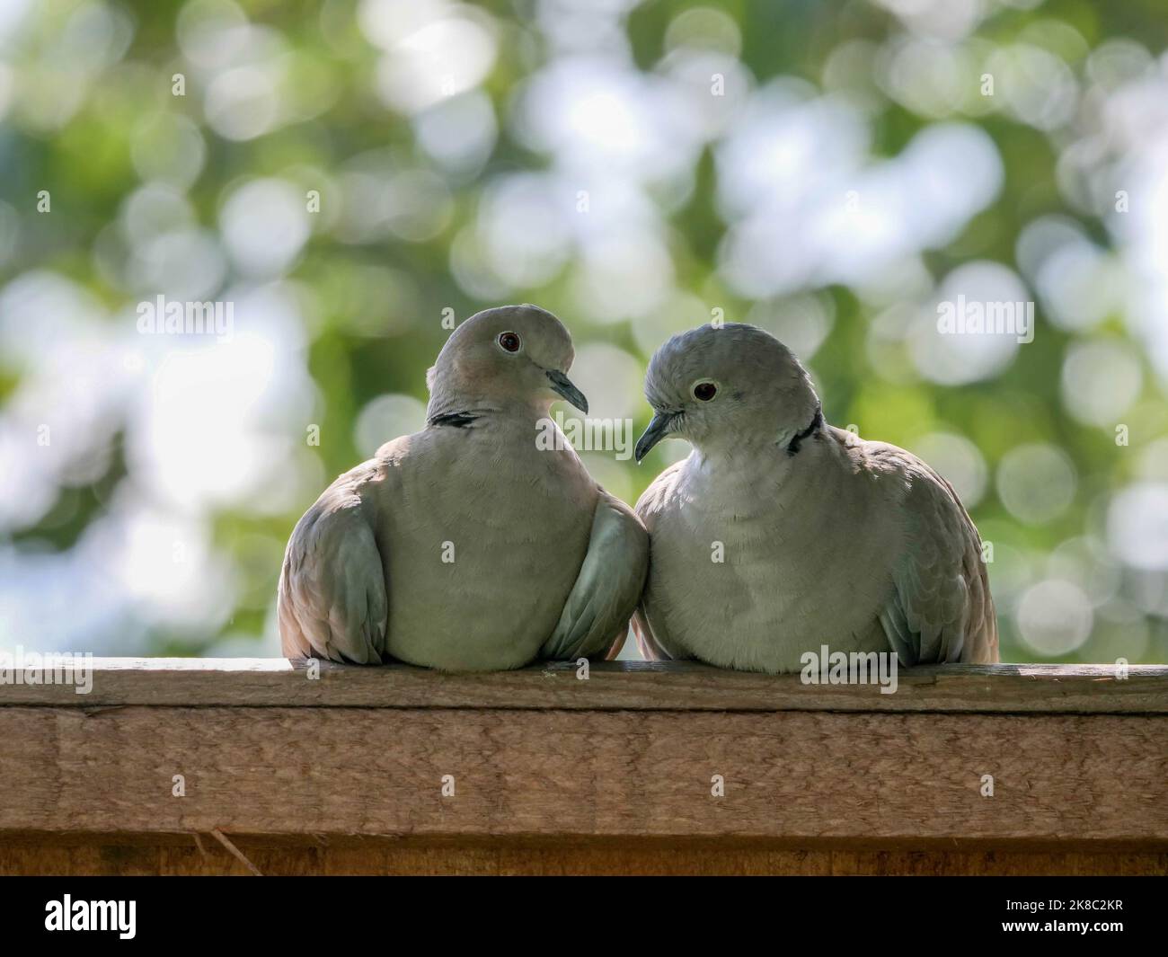 Collared Dove Streptopelia decaocto Stock Photo