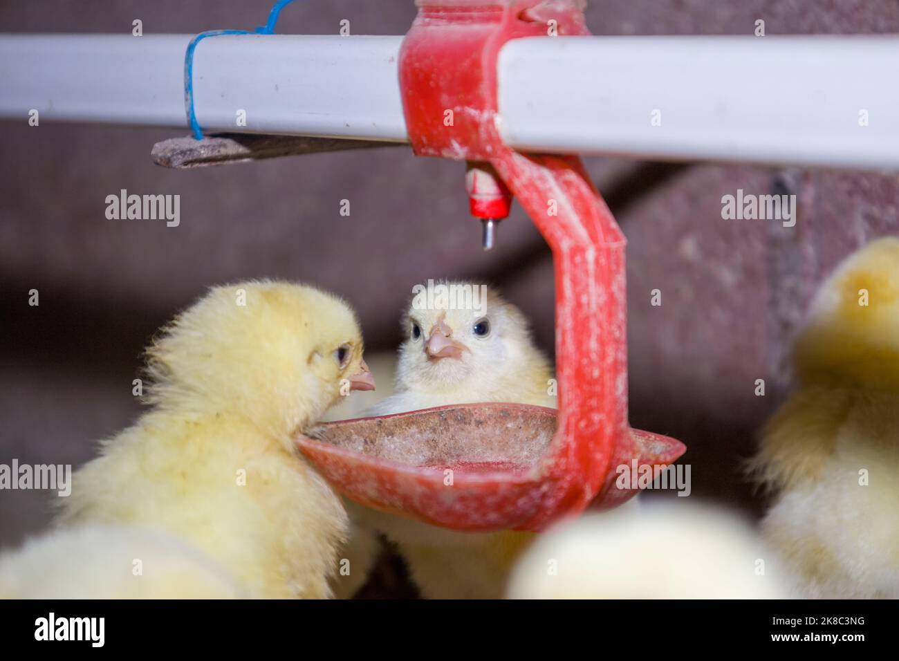 Dayold broiler chickens drink water from drinkers Stock Photo Alamy