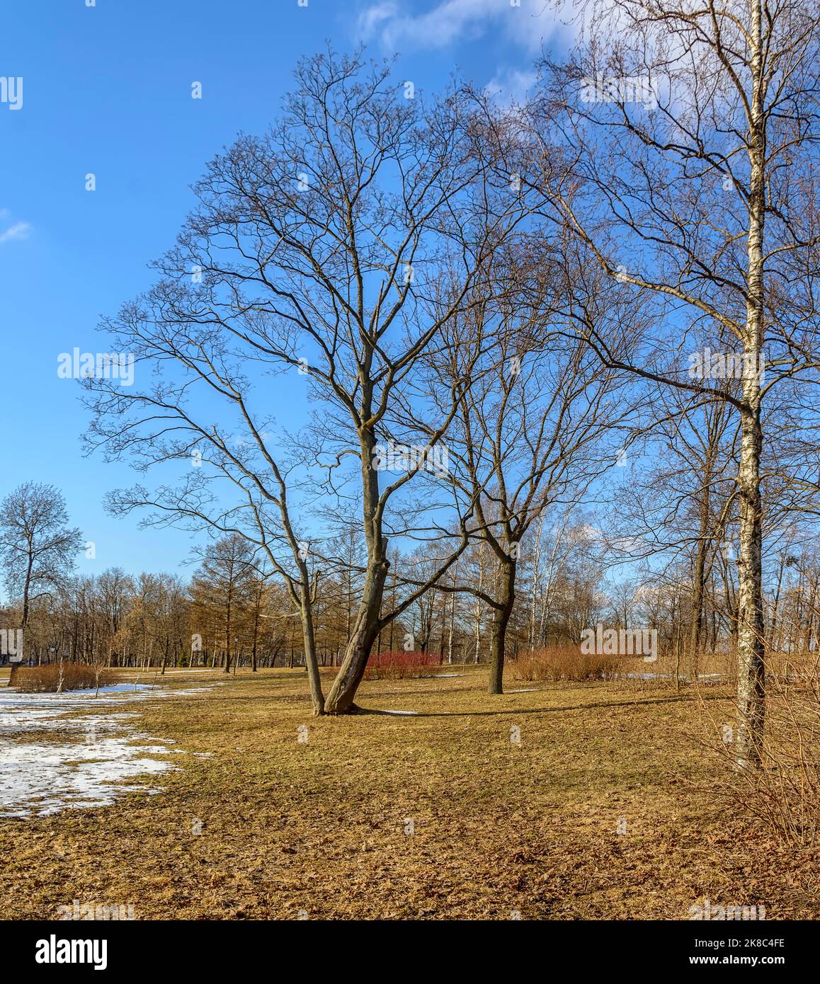 Old apple orchard in Kurakina Dacha park in St. Petersburg in early ...