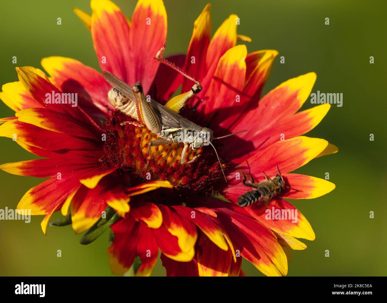 A bee gets kicked off a Gaillardia (Blanked Flower) blossom by a Red-legged Grasshopper's swift leg kick. Stock Photo