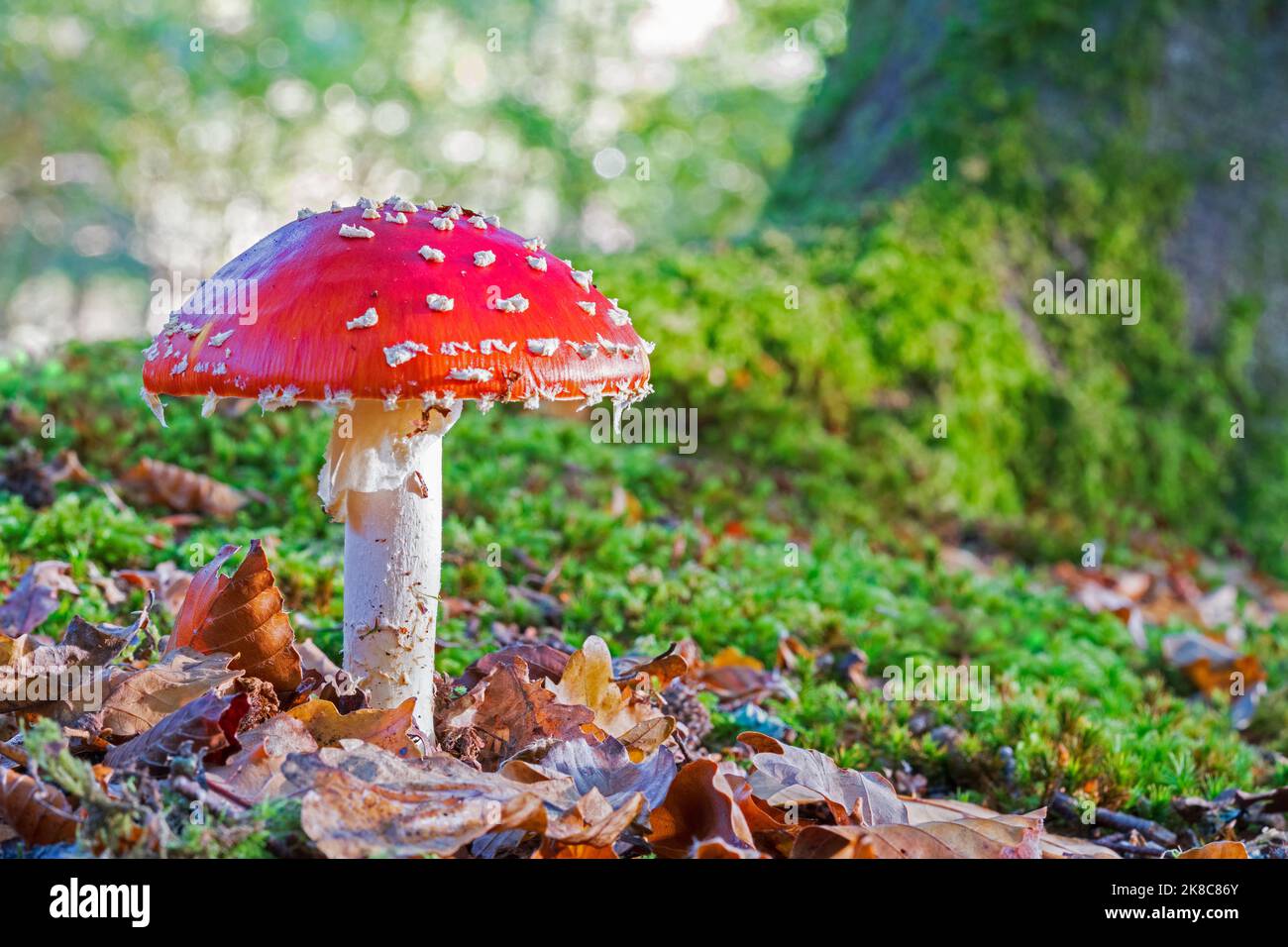 Fly agaric fungi in the New Forest, near Ashurst, Hampshire, UK Stock ...