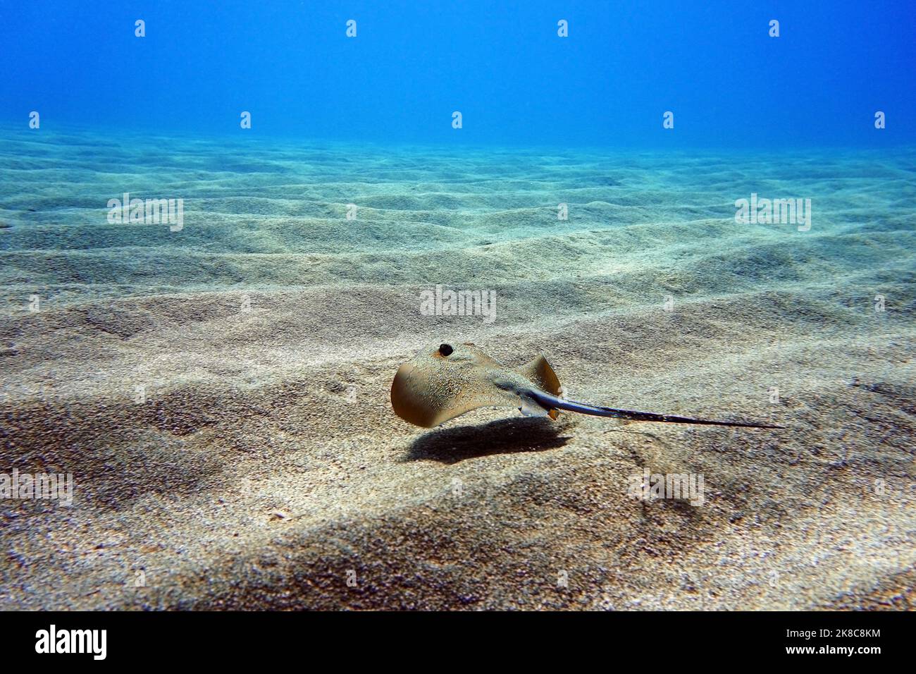 Underwater photography scene with beautiful stingray Stock Photo