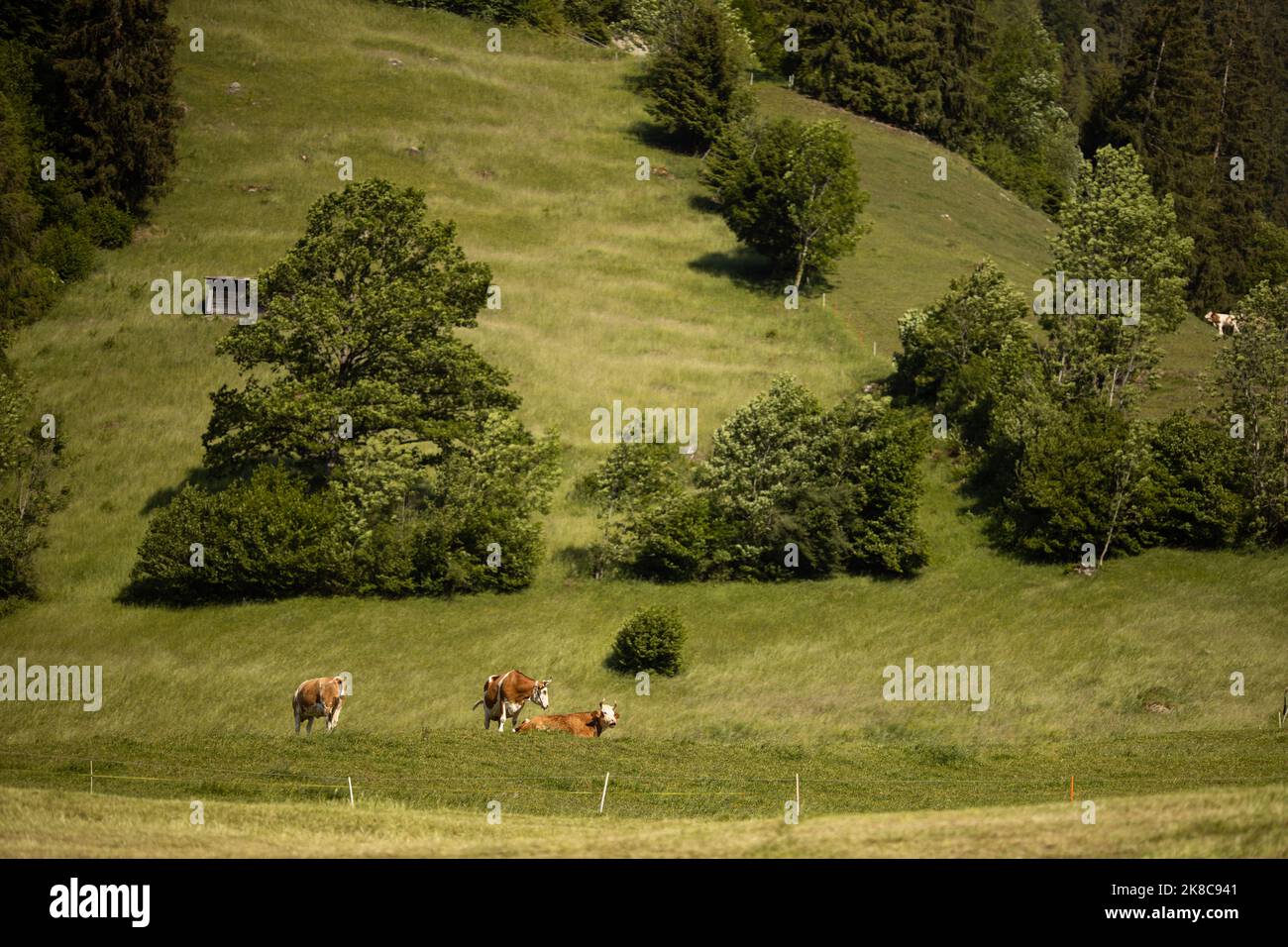 Cows grazing on a lovely green pasture Stock Photo - Alamy