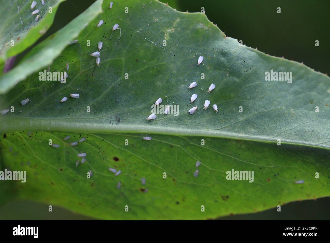Whitefly problems in the garden, whiteflies on vegetables. They are