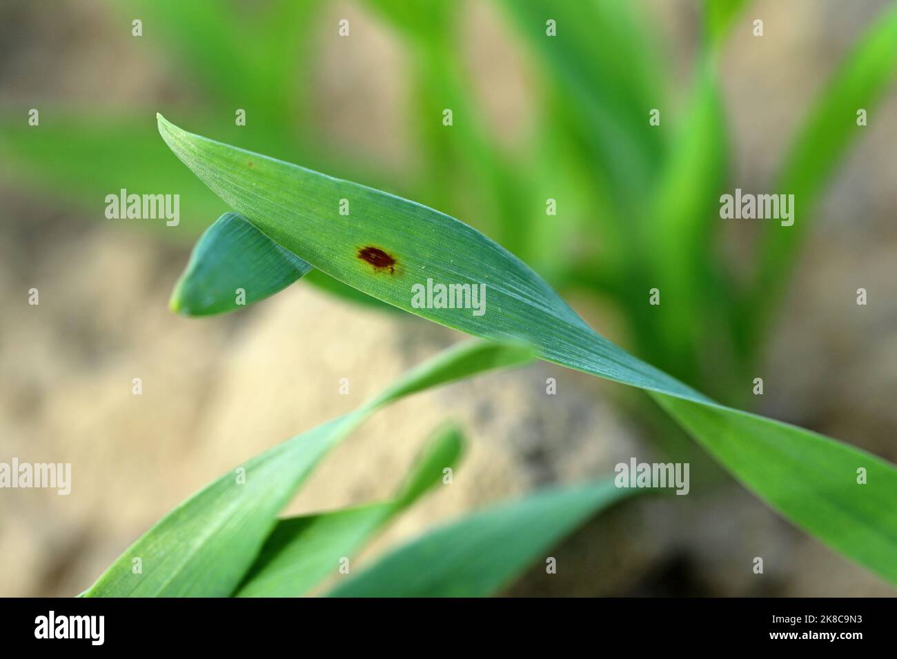 Fungal disease on cereals. Cause significant yield losses in cereals. Infected leaf surrounded by healthy. Stock Photo