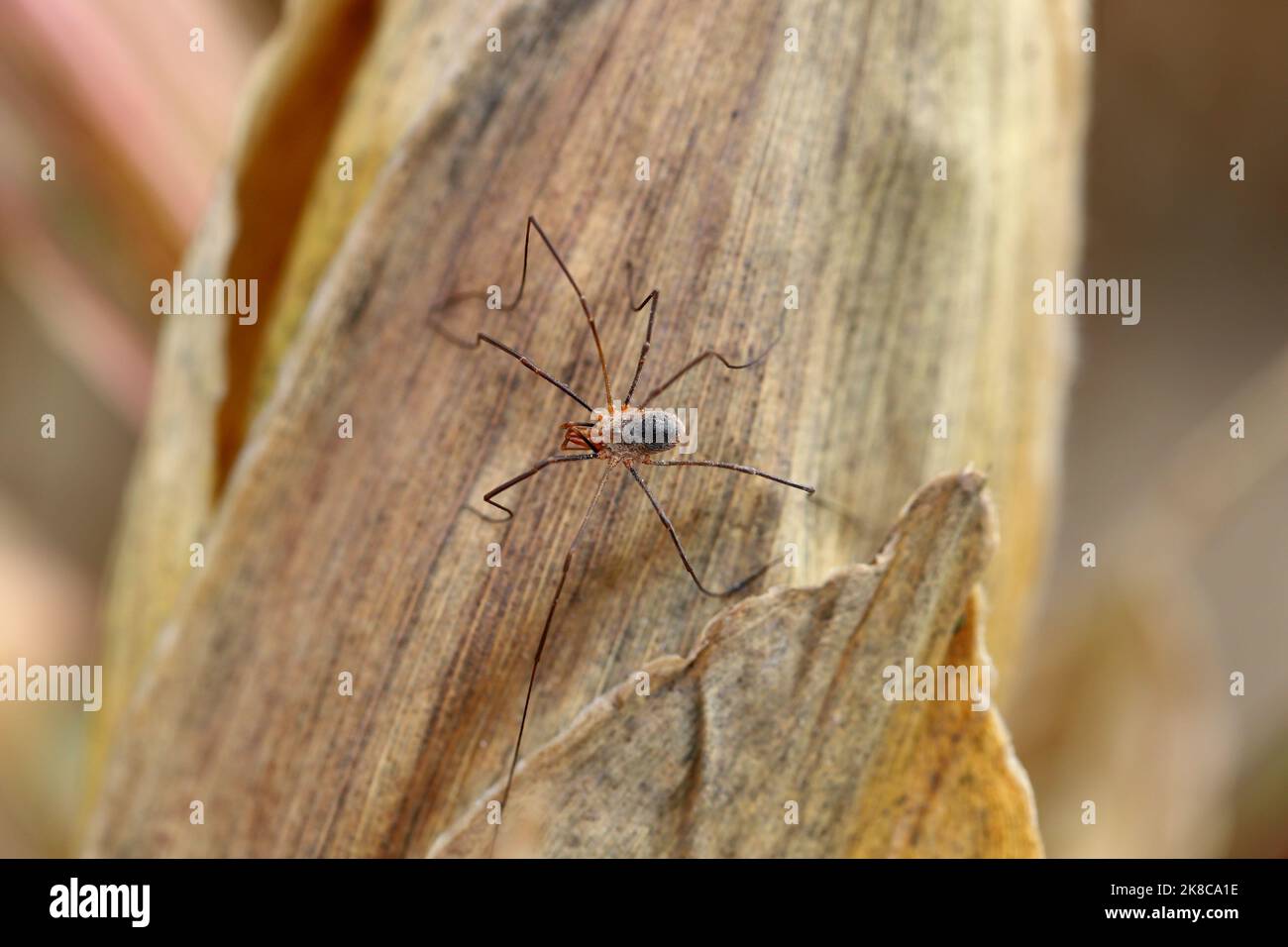 Harvestmen, harvesters, harvest spiders or daddy longlegs, spider in a crop field in agrocenosis. Stock Photo