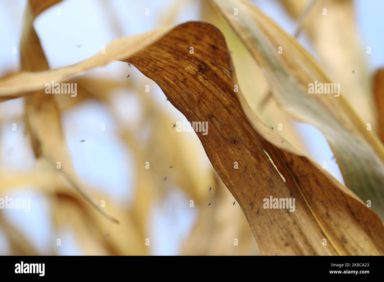 Adults of Dark-winged fungus gnat, Sciaridae. These are common pests that damage plant roots. Stock Photo