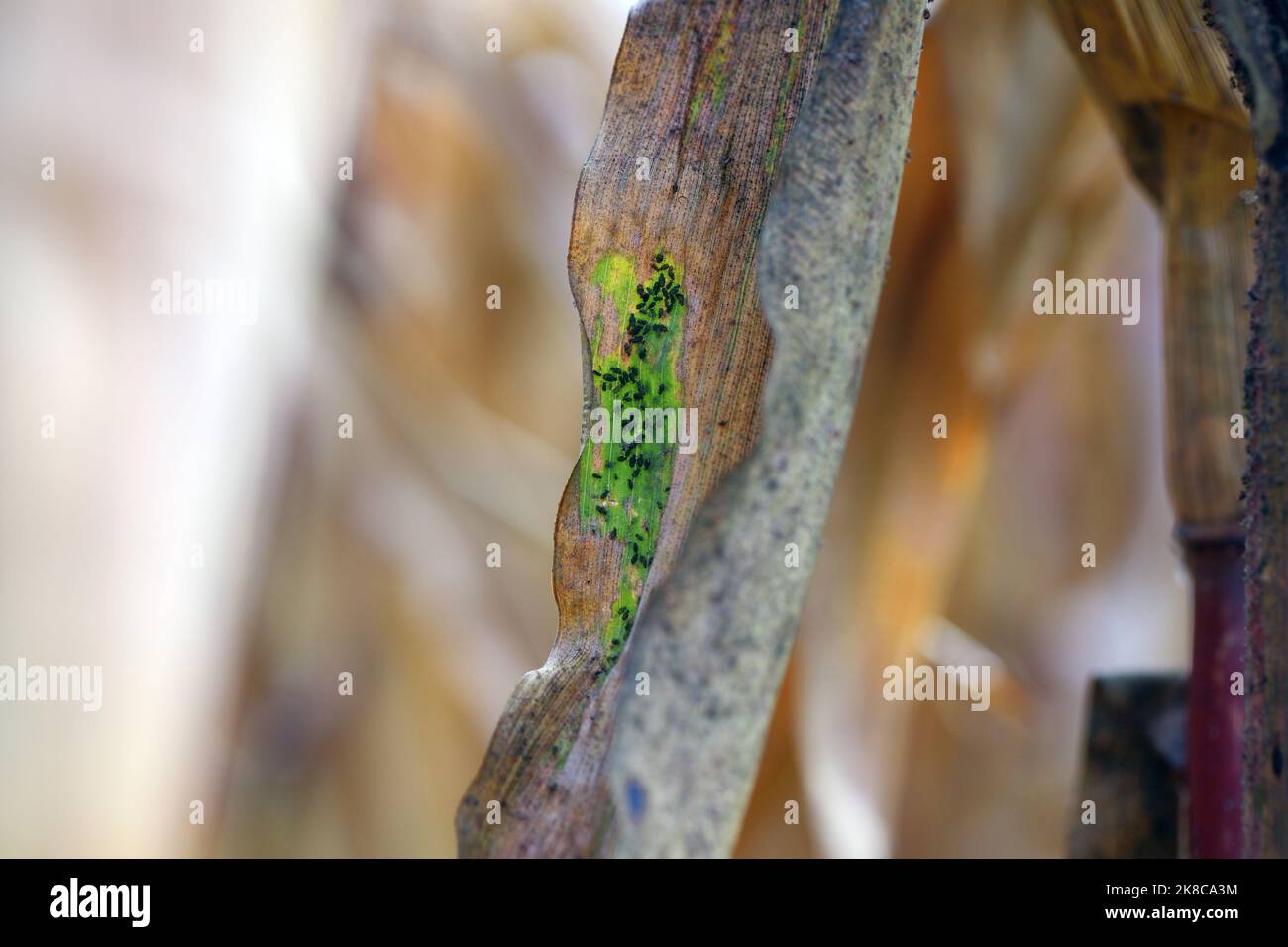 Cereal leaf aphid Rhopalosiphum maidis infestation on the maize. Stock Photo