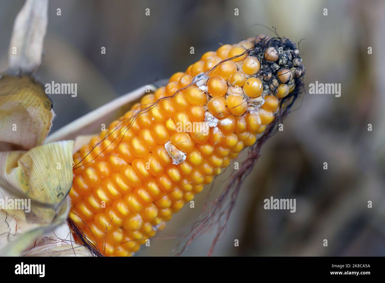 Fusarium ear rot symptoms on kernels. A serious disease of maize caused