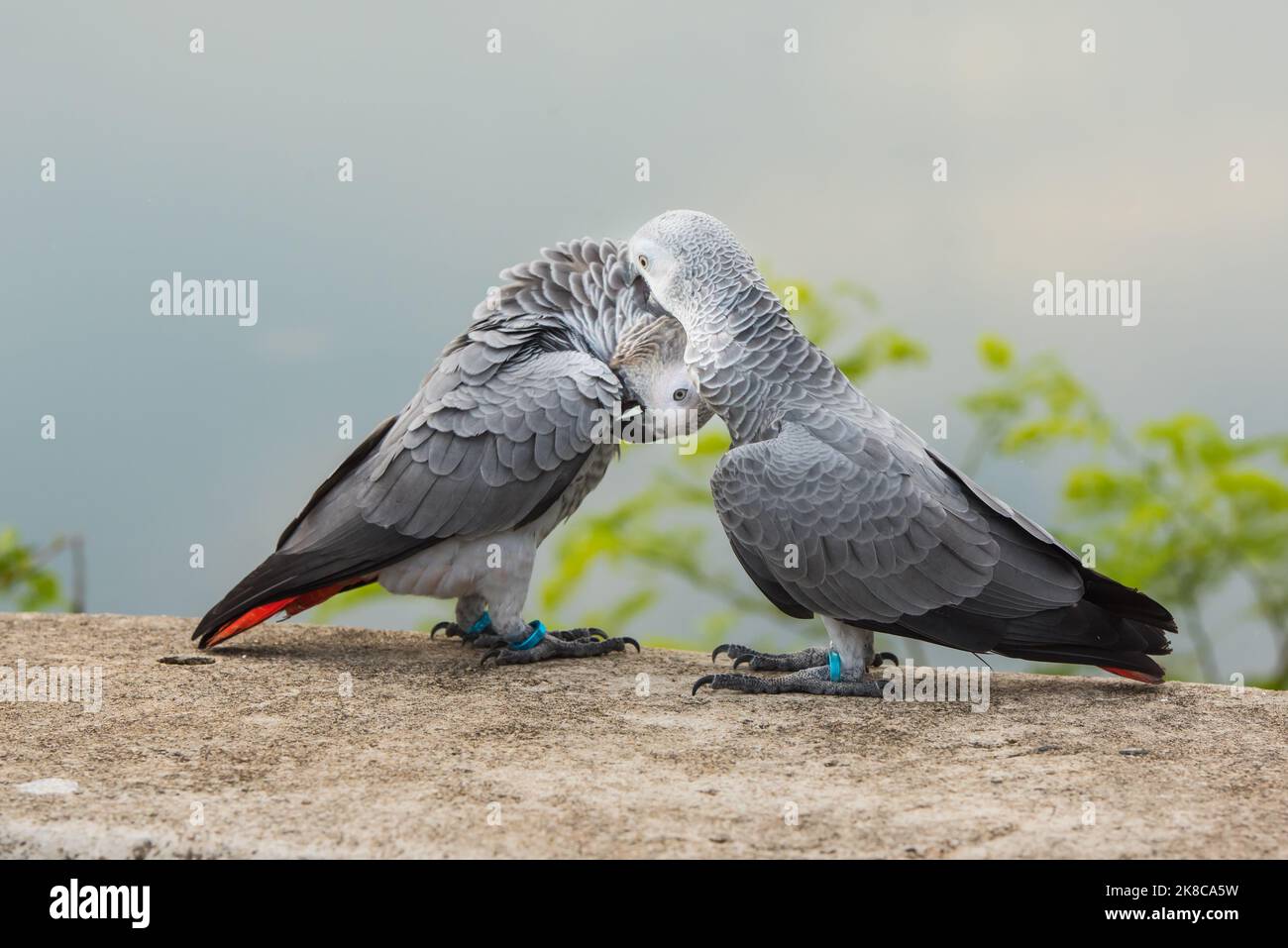 Two parrots or love birds in love kiss each other, Parrot love, African