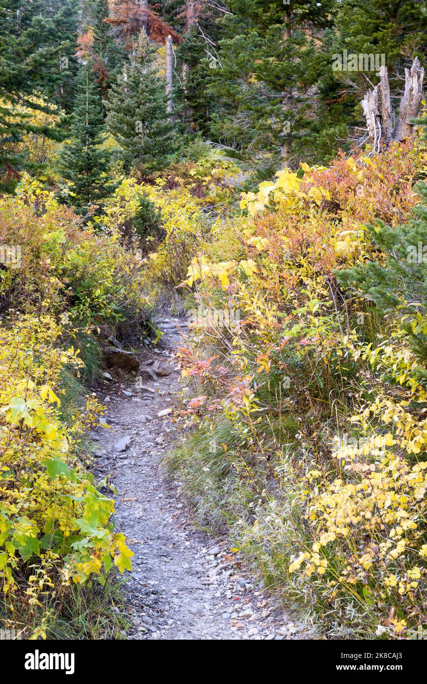 The Paintbrush Canyon Trail winding through fall colors below a forest