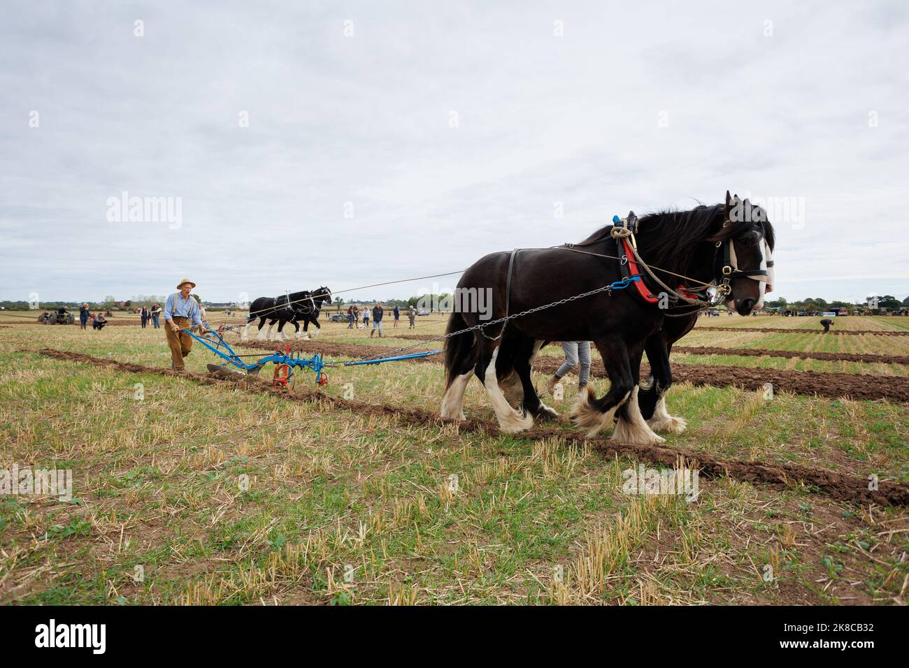 The Sheepy and District 106th Annual ploughing, hedecutting and ditching competition held in North Warwickshire, England. The event showcases the ability to plough using either modern, vintage tractors or horses. Picture shows competitors using horses to plough. Stock Photo